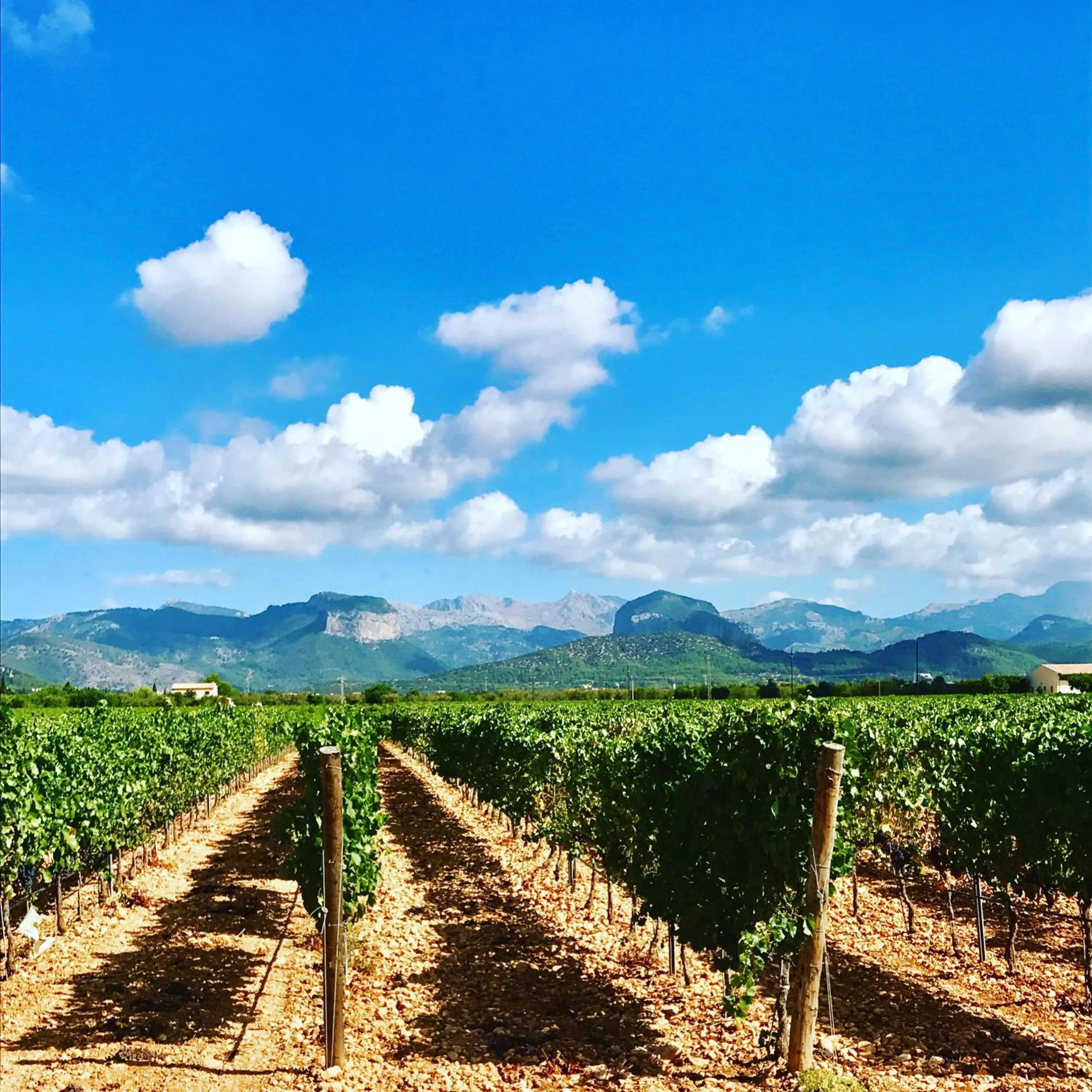 Natural landscape in Petit Hotel Alaro