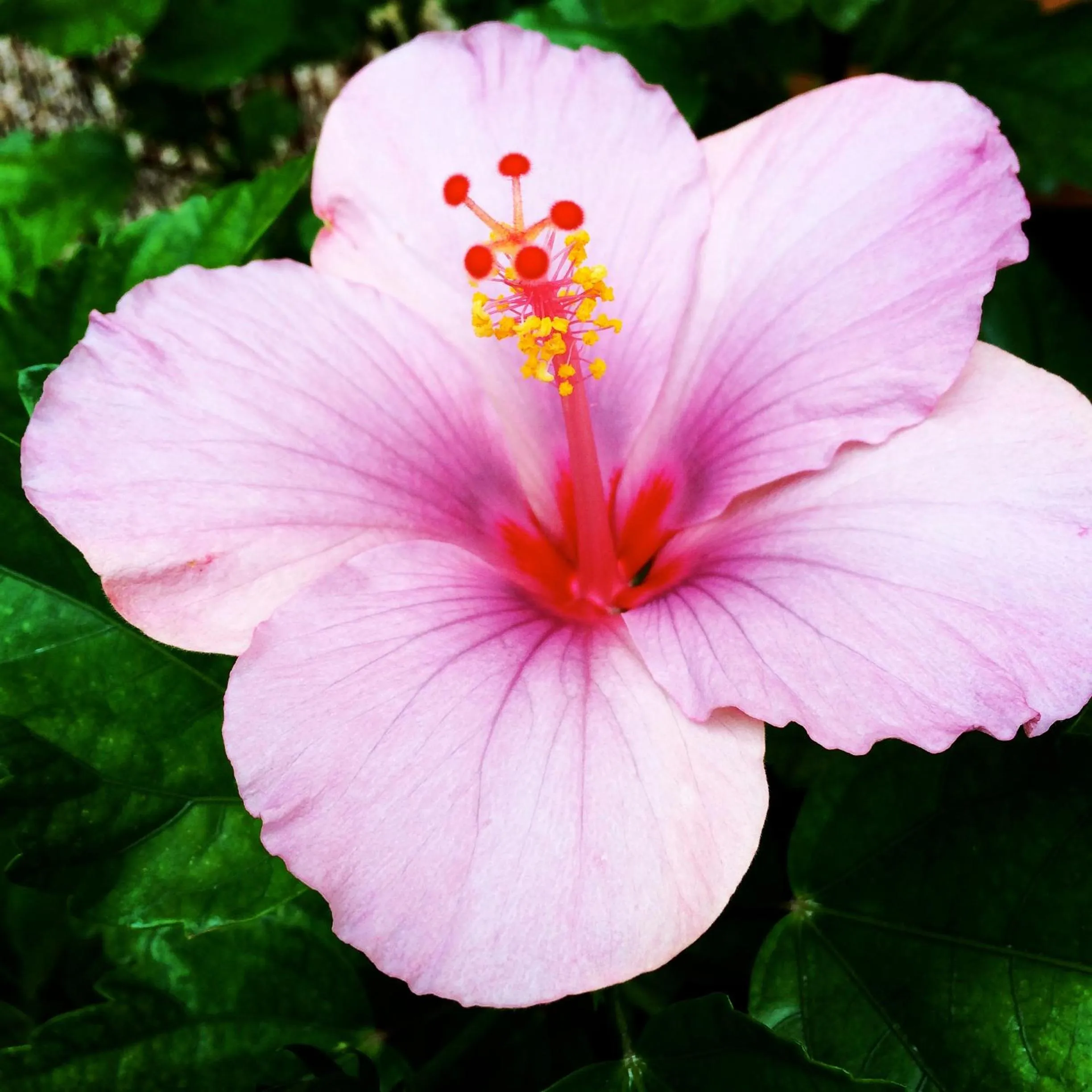 Garden in Petit Hotel Alaro