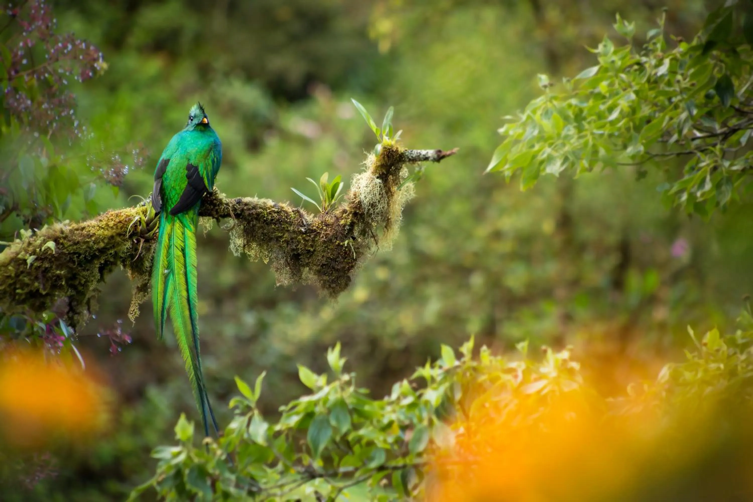 Natural landscape in Paraíso Quetzal Lodge
