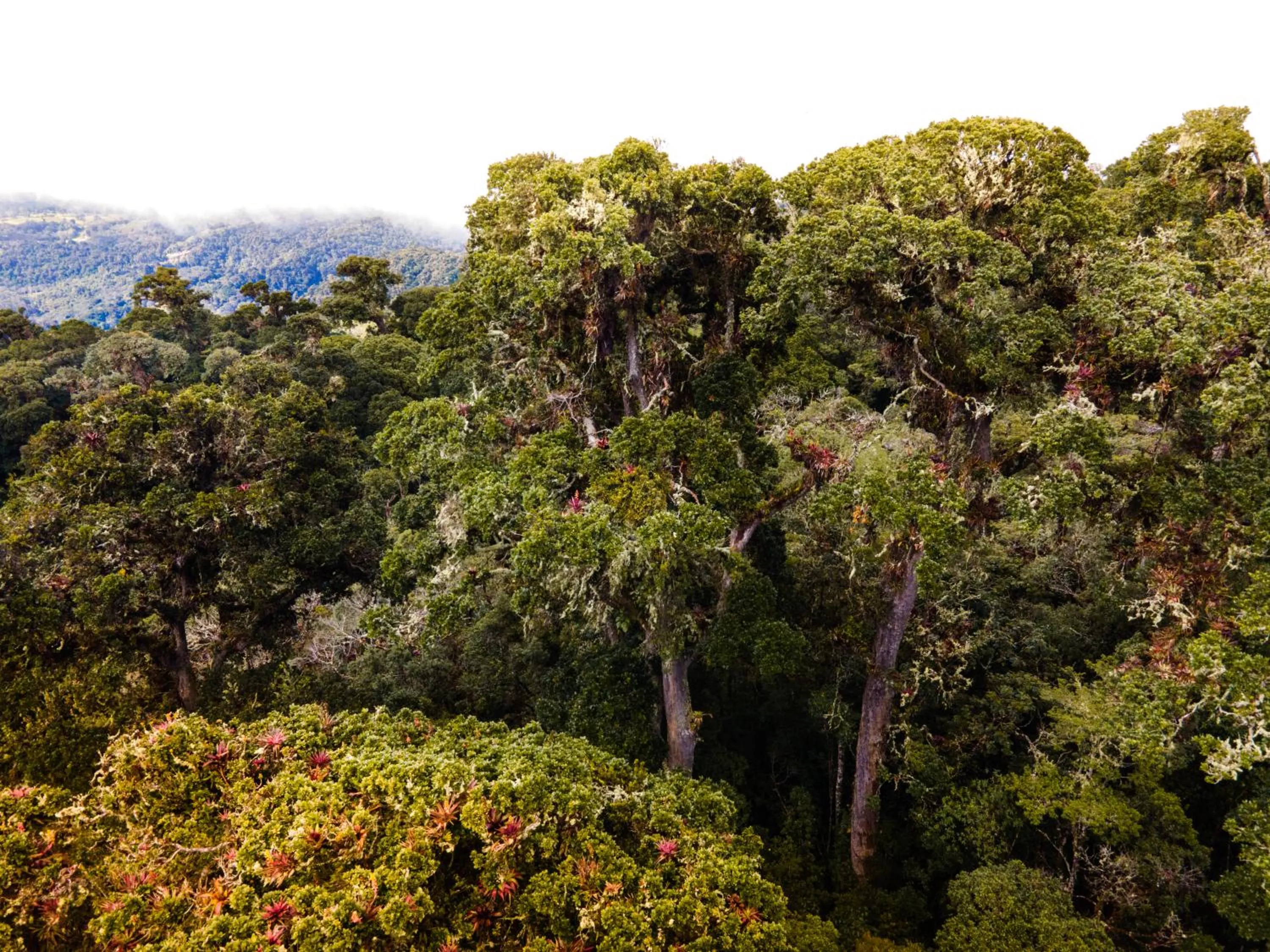 Mountain view in Paraíso Quetzal Lodge
