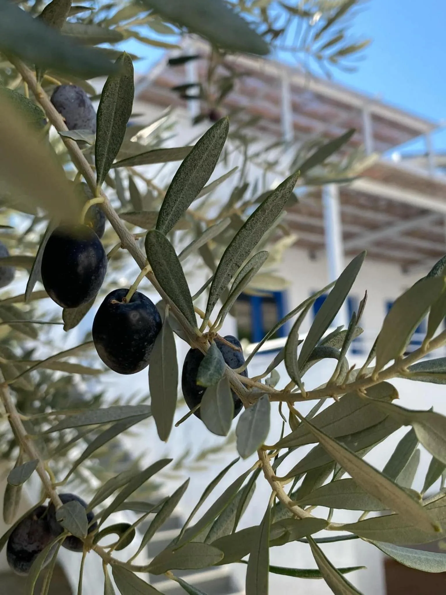 Garden in Lindos Athena