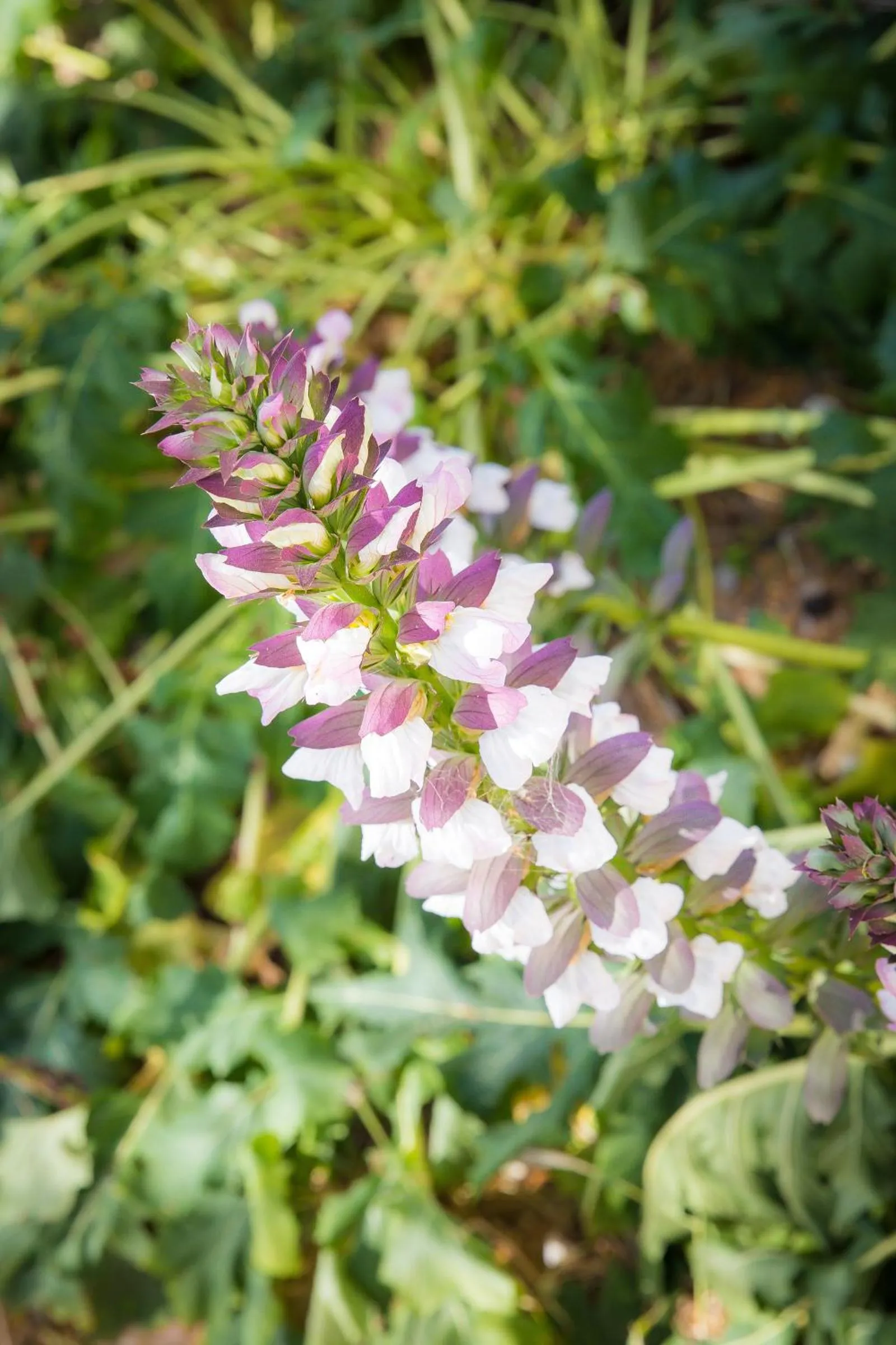 Garden in Hacienda el Tarajal