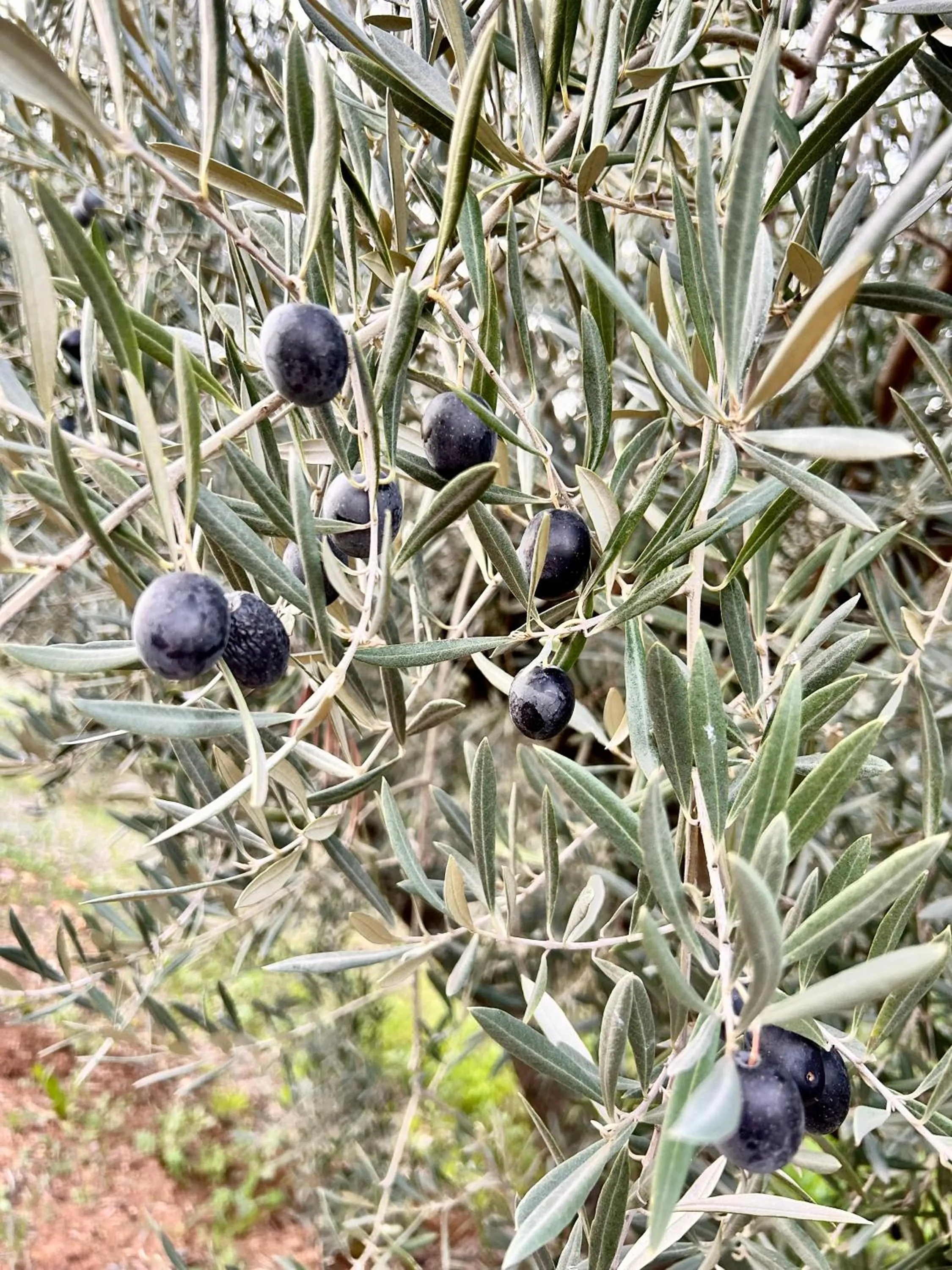 Garden in Hacienda el Tarajal