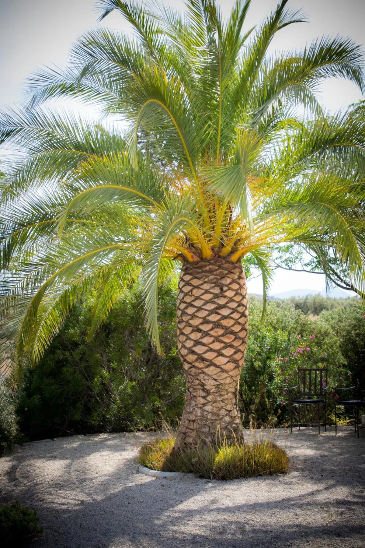 Garden in Hacienda el Tarajal