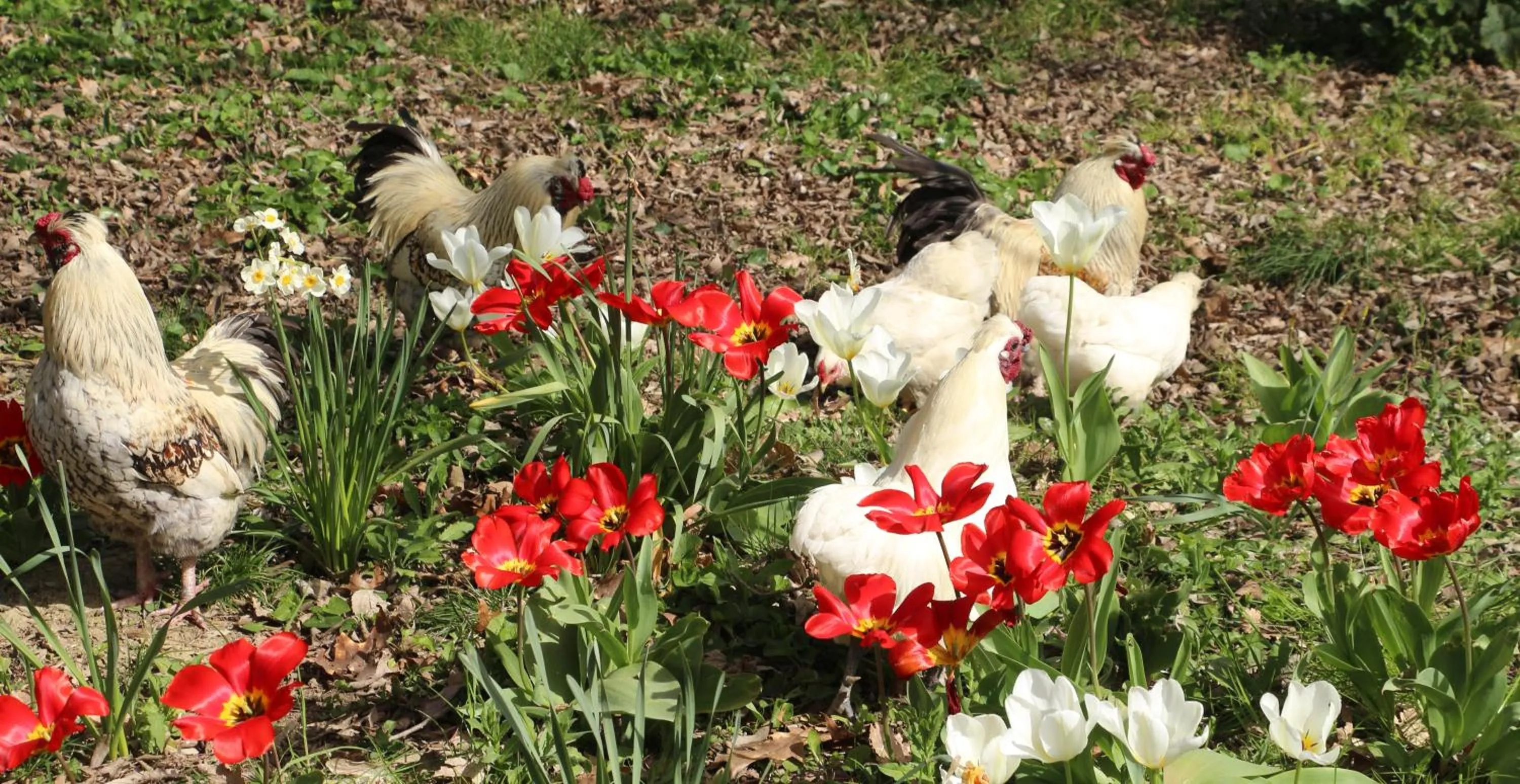 Animals in La Closerie de l'Autan