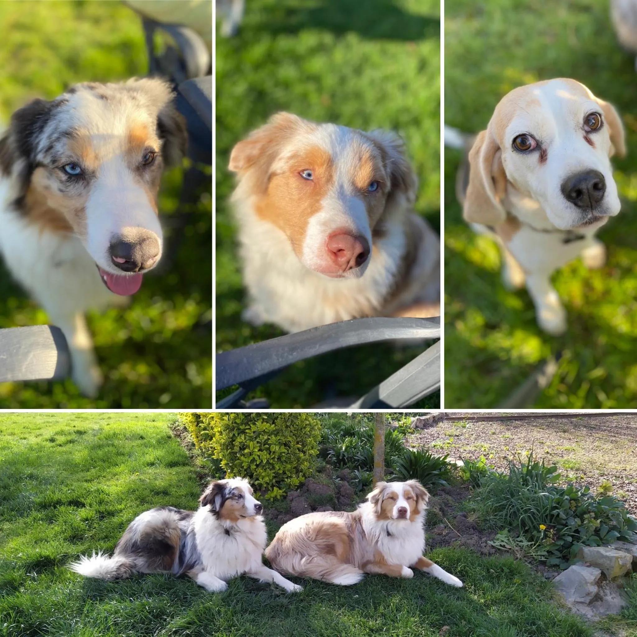 Animals in Aux 2 girouettes