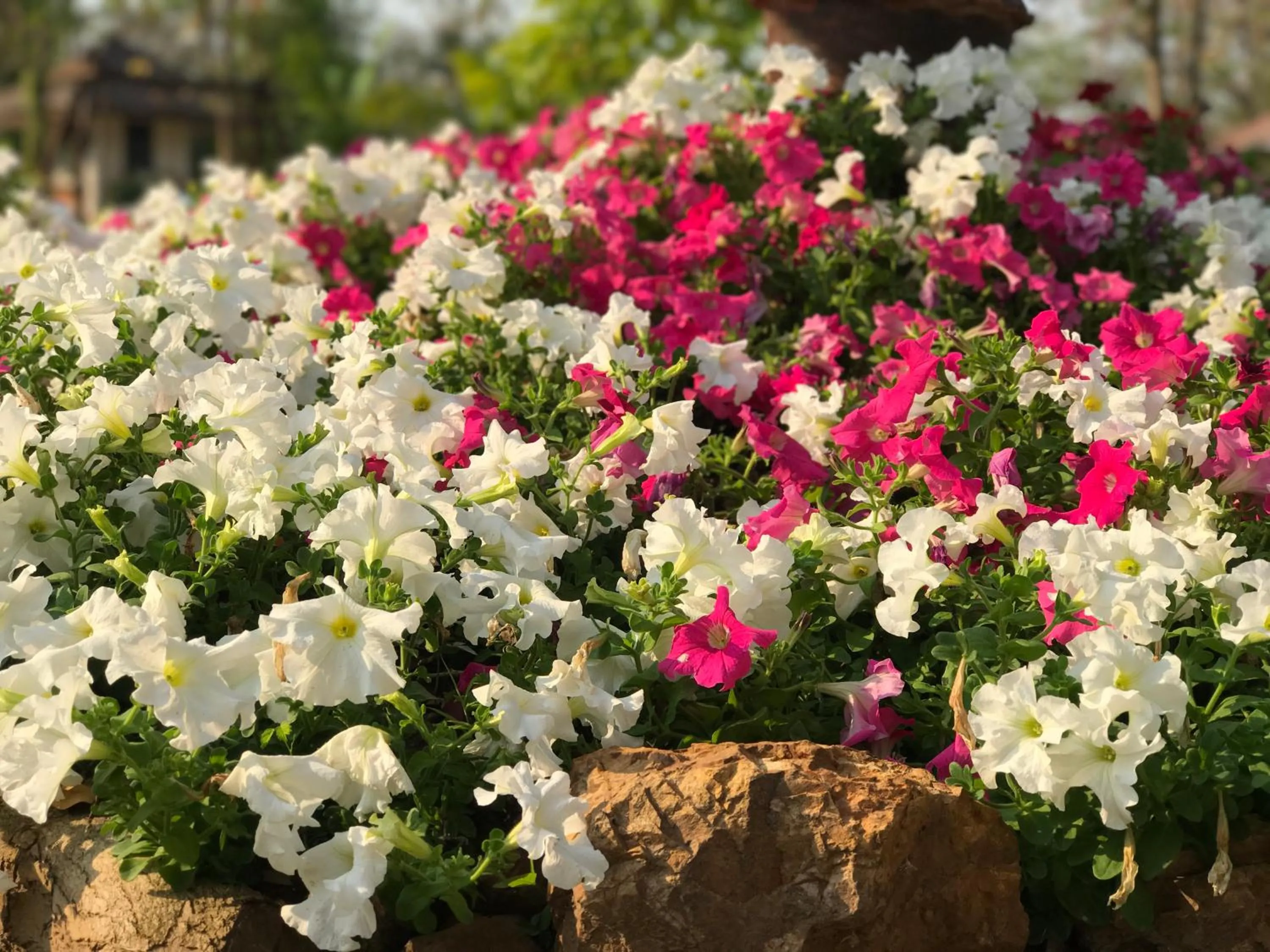 Garden in Papai Country Lodge SHA