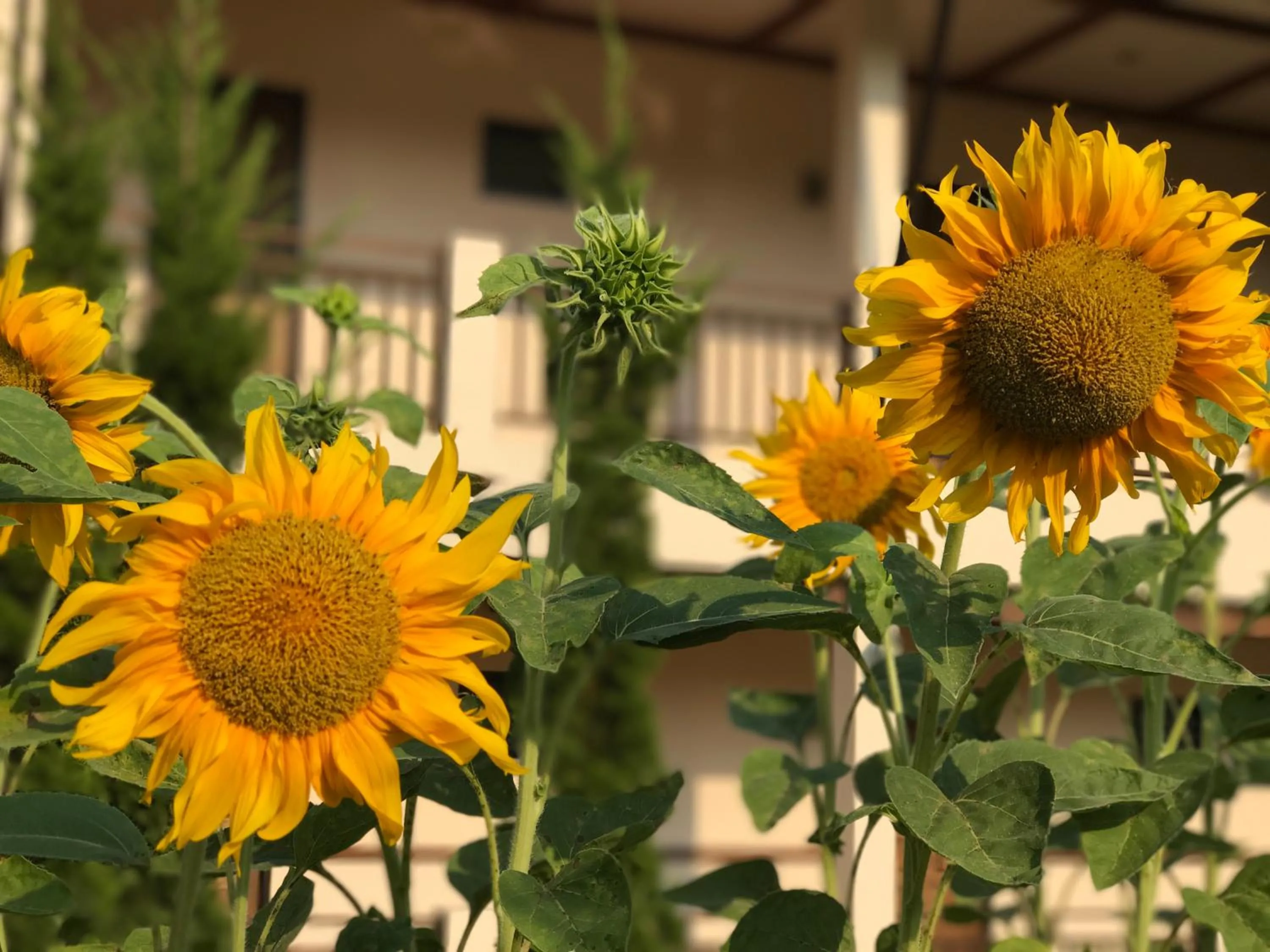 Garden in Papai Country Lodge SHA
