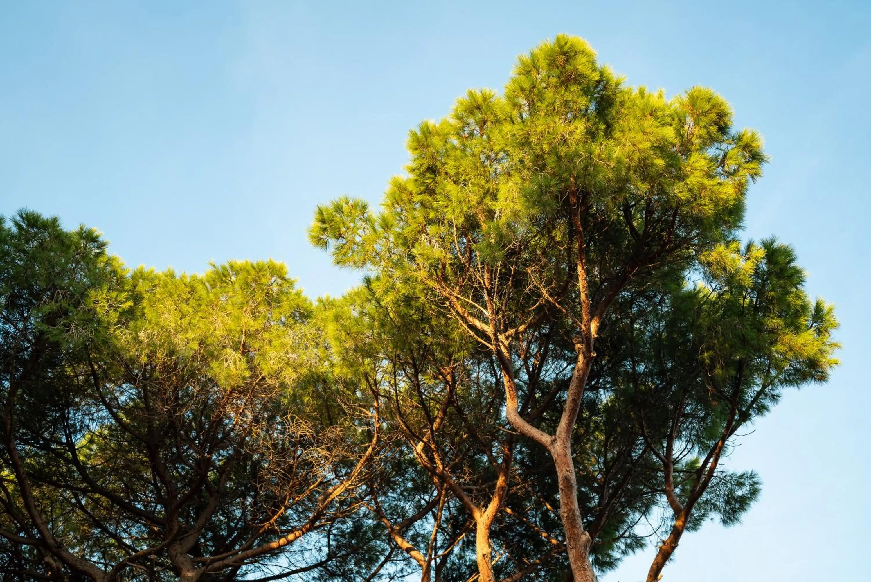 Natural landscape in Hotel Parco dei Pini - 100mt dal Mare