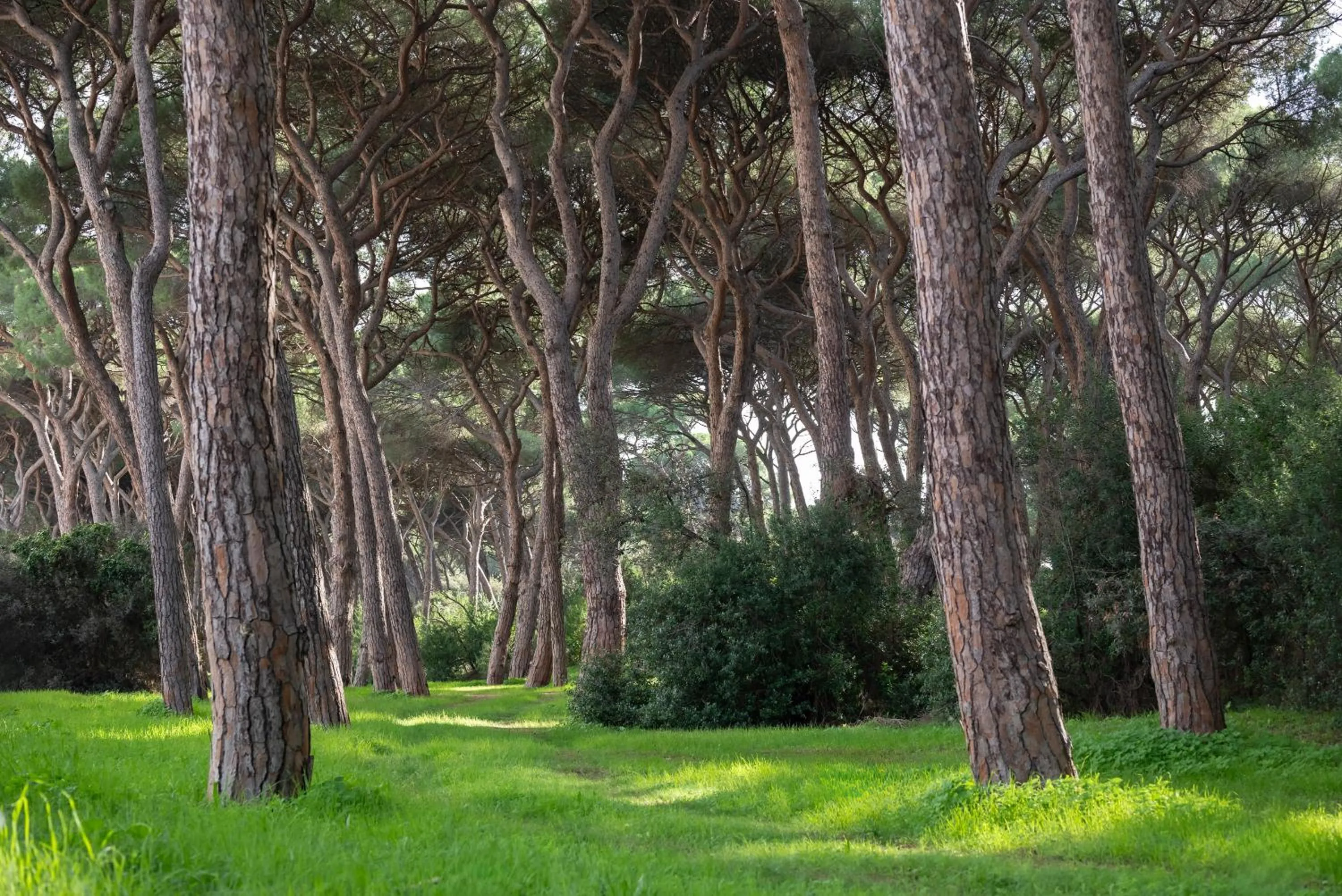 Natural landscape in Hotel Parco dei Pini - 100mt dal Mare