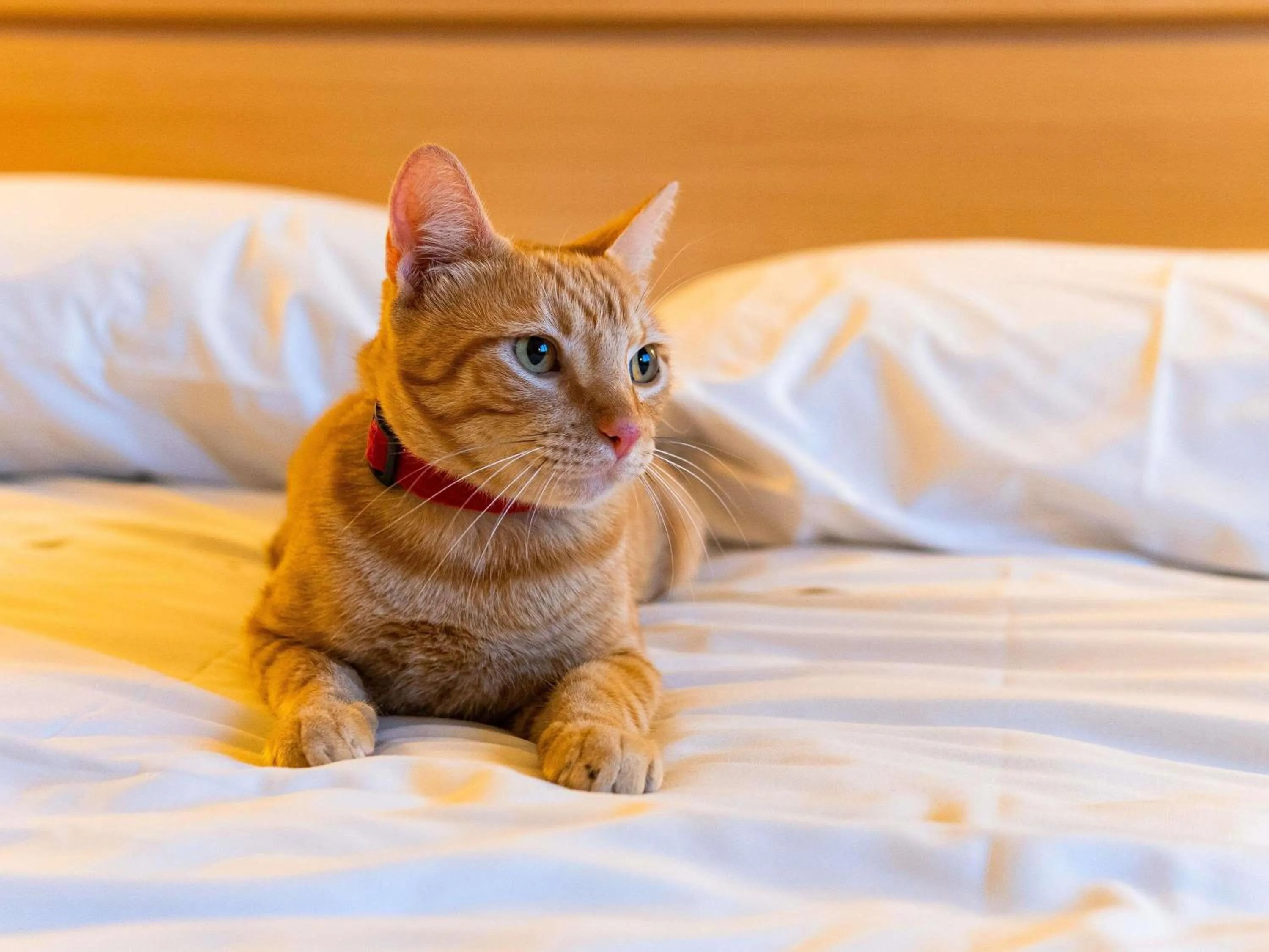 Property building in ibis Novo Hamburgo