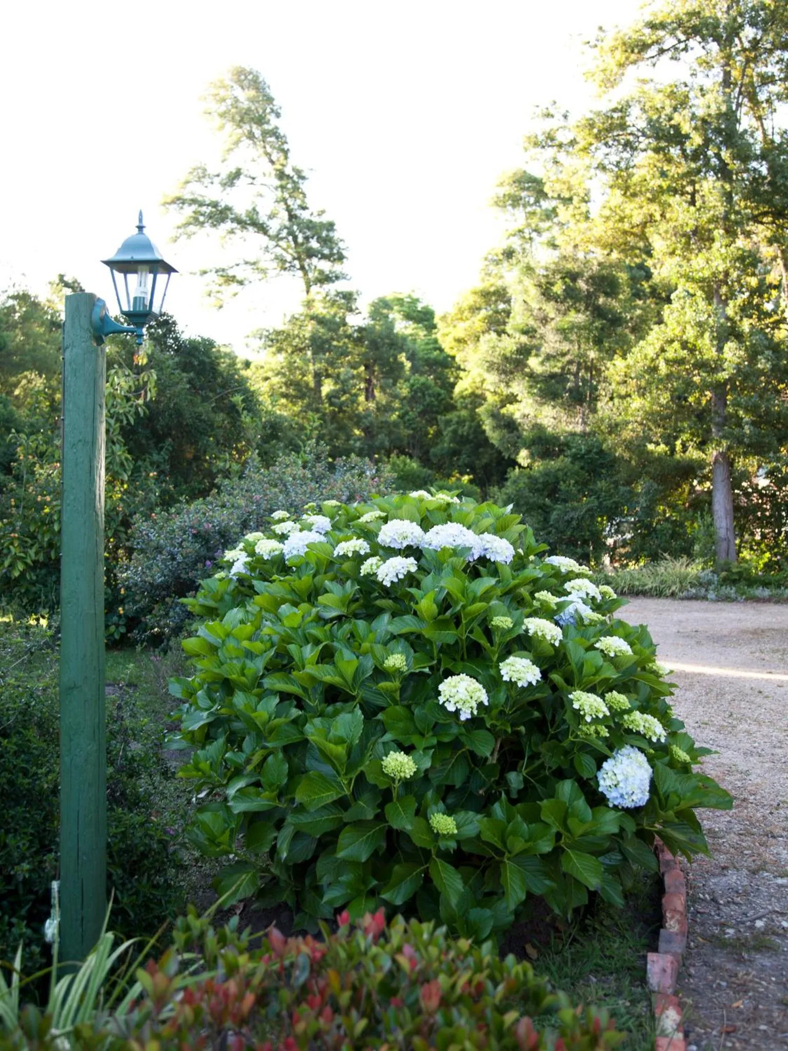 Garden in Andelomi Forest Lodge