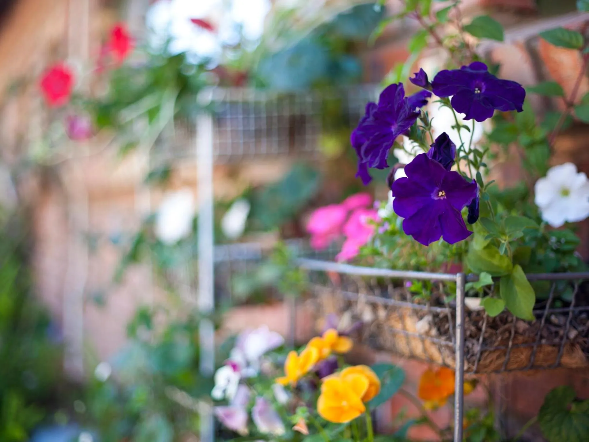 Garden in Andelomi Forest Lodge