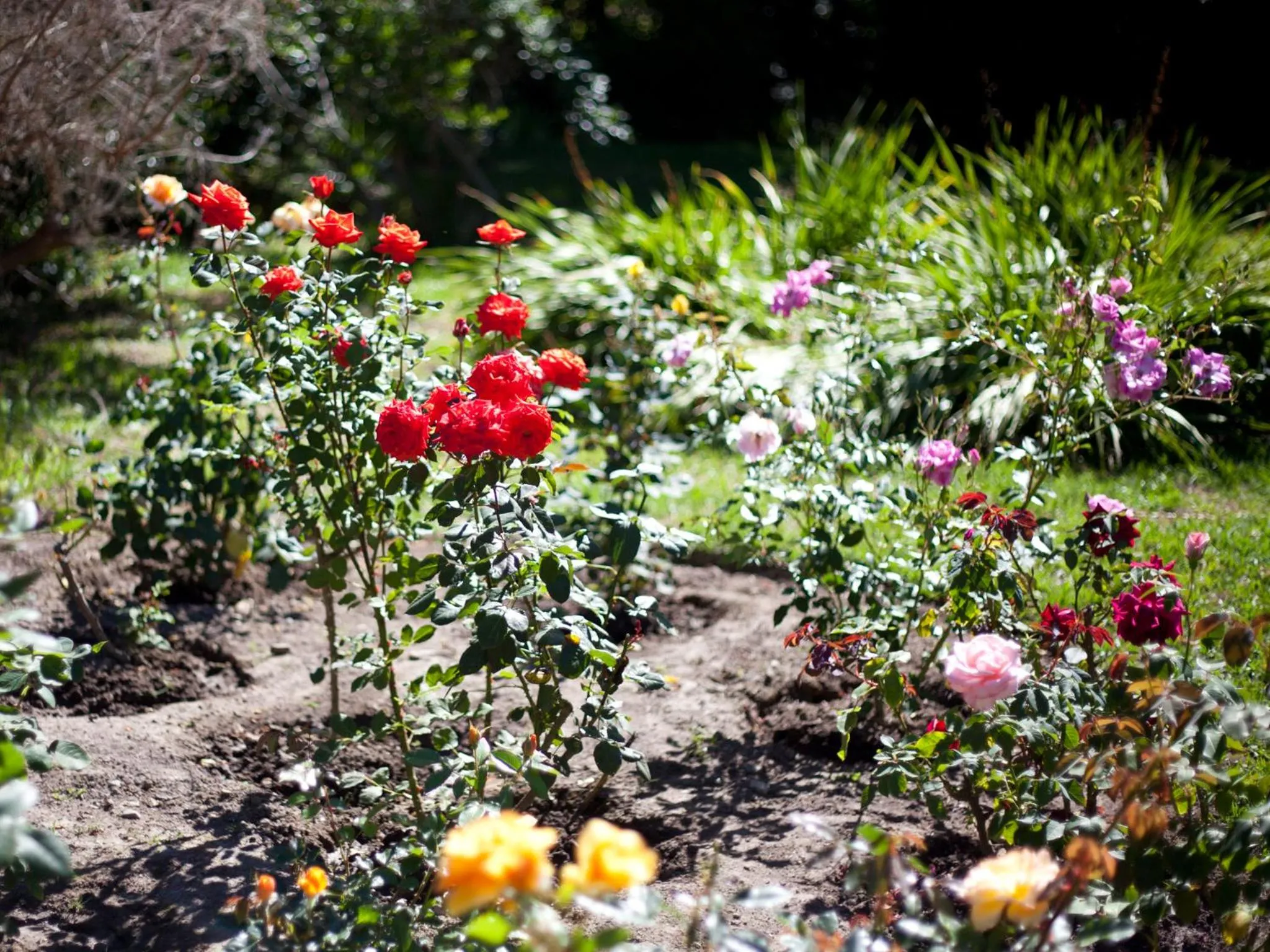 Garden in Andelomi Forest Lodge