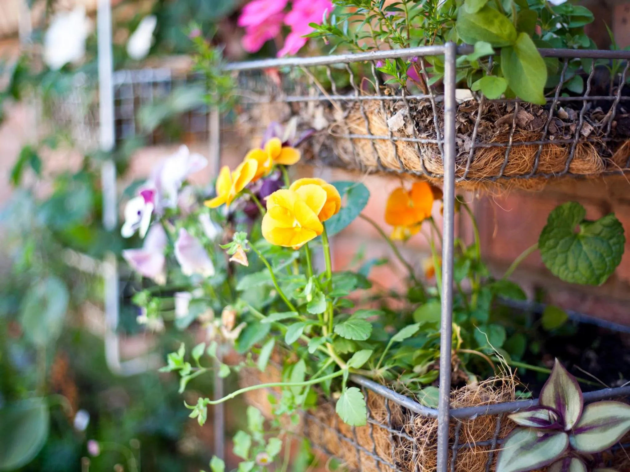 Garden in Andelomi Forest Lodge