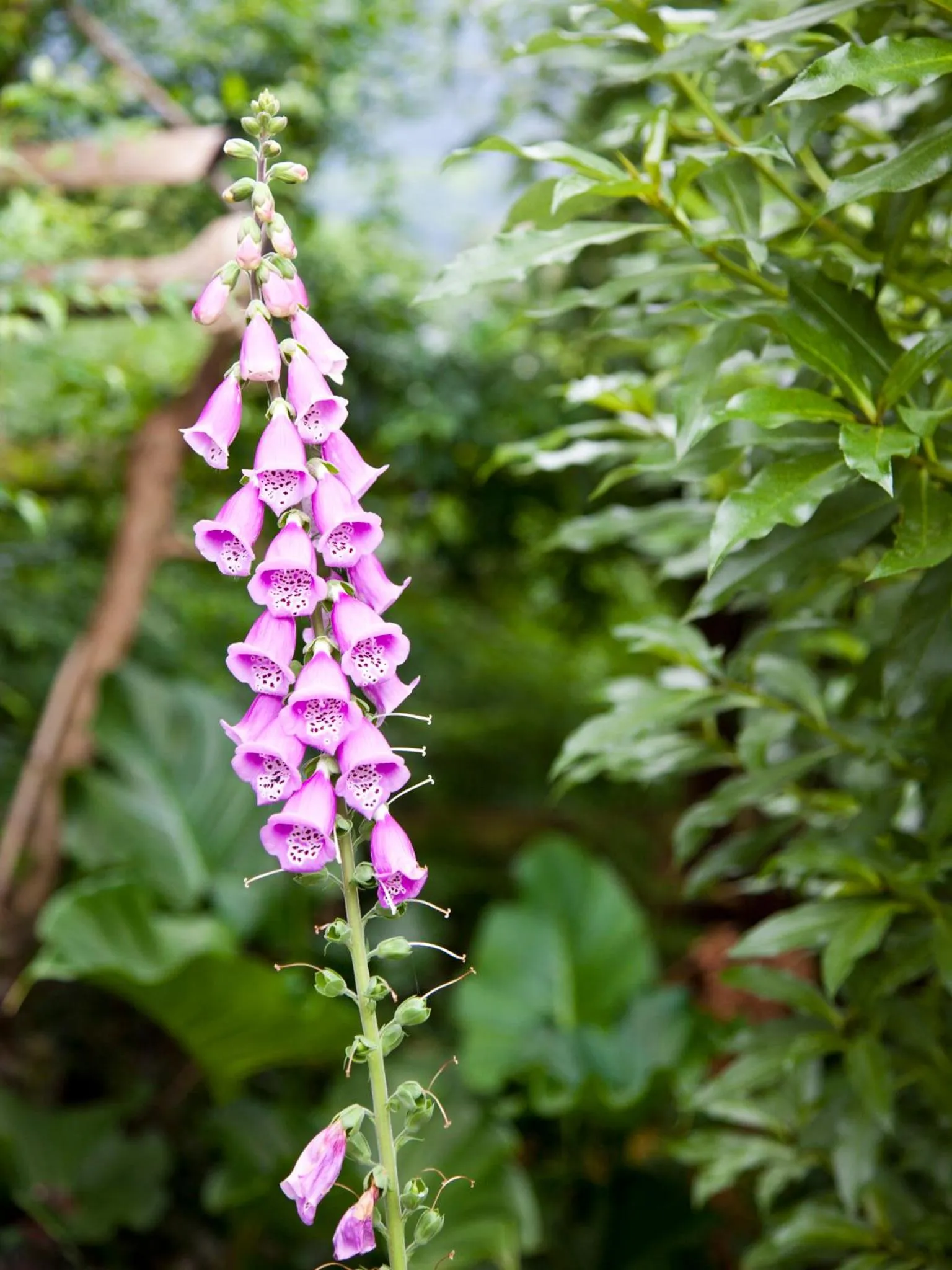 Garden in Andelomi Forest Lodge