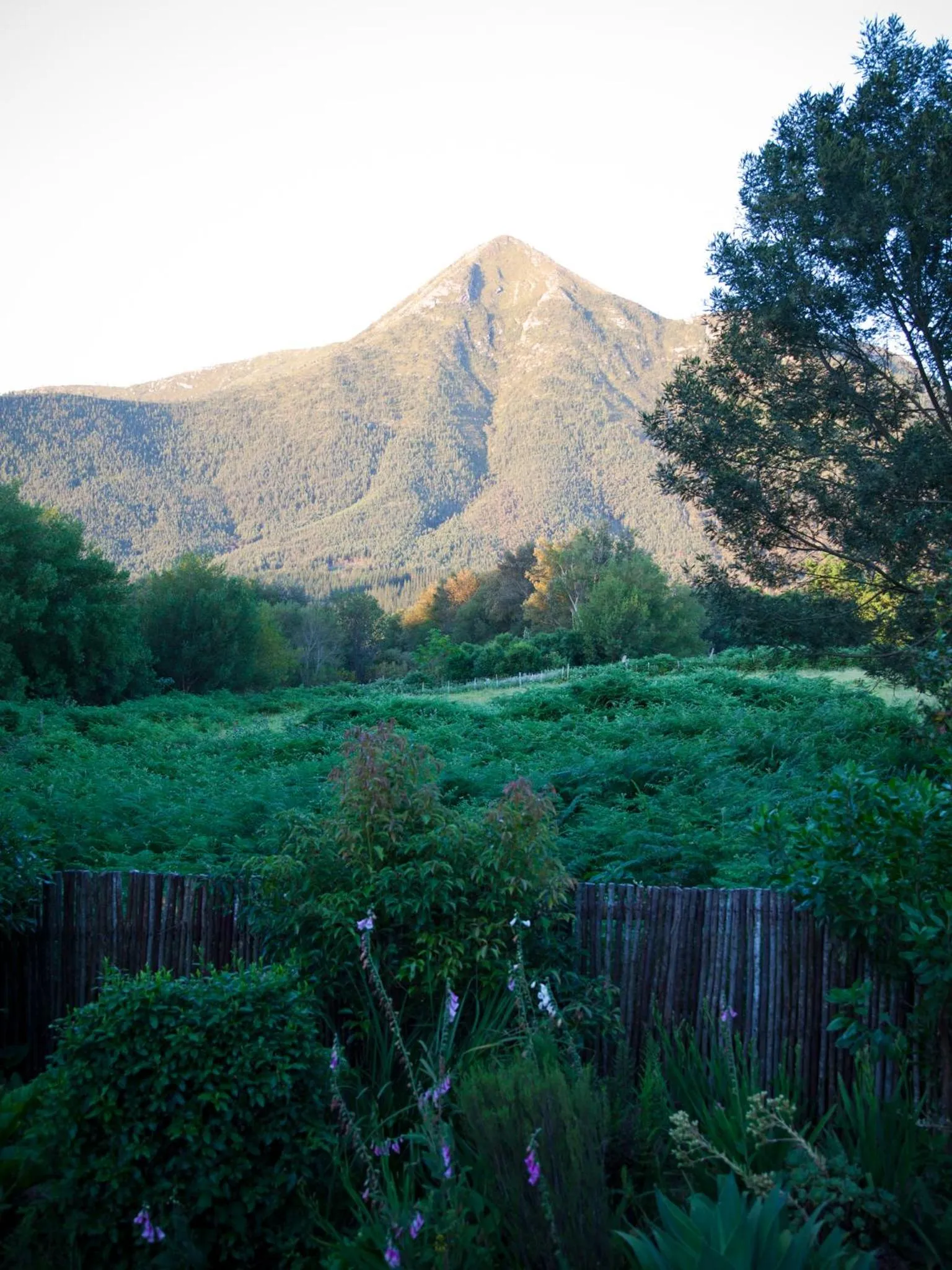 Garden in Andelomi Forest Lodge