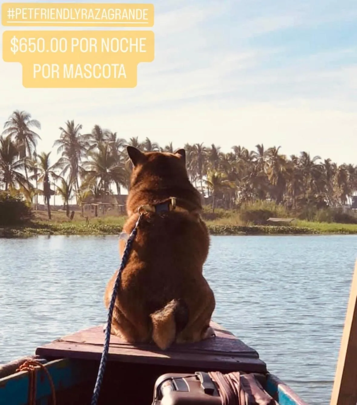 Pets in Hotel Boutique Punta Jamaica