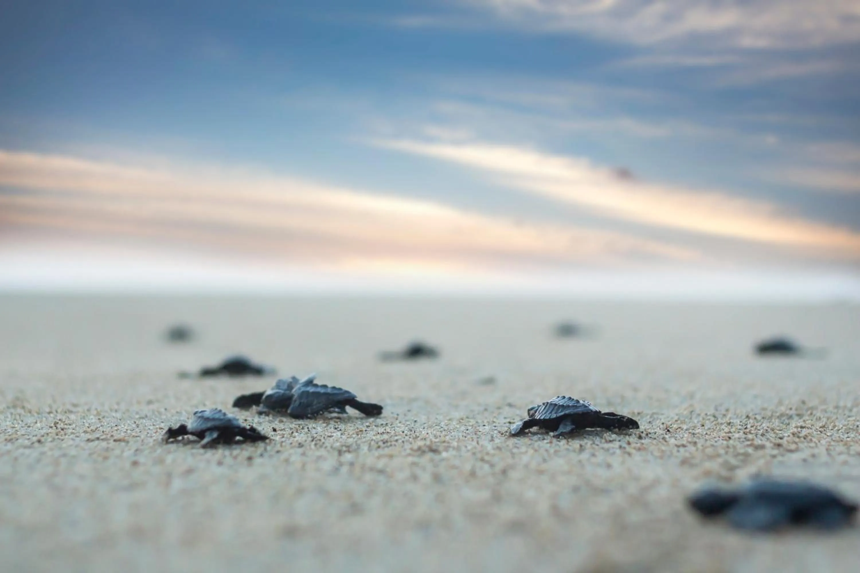 Activities in Hotel Boutique Punta Jamaica