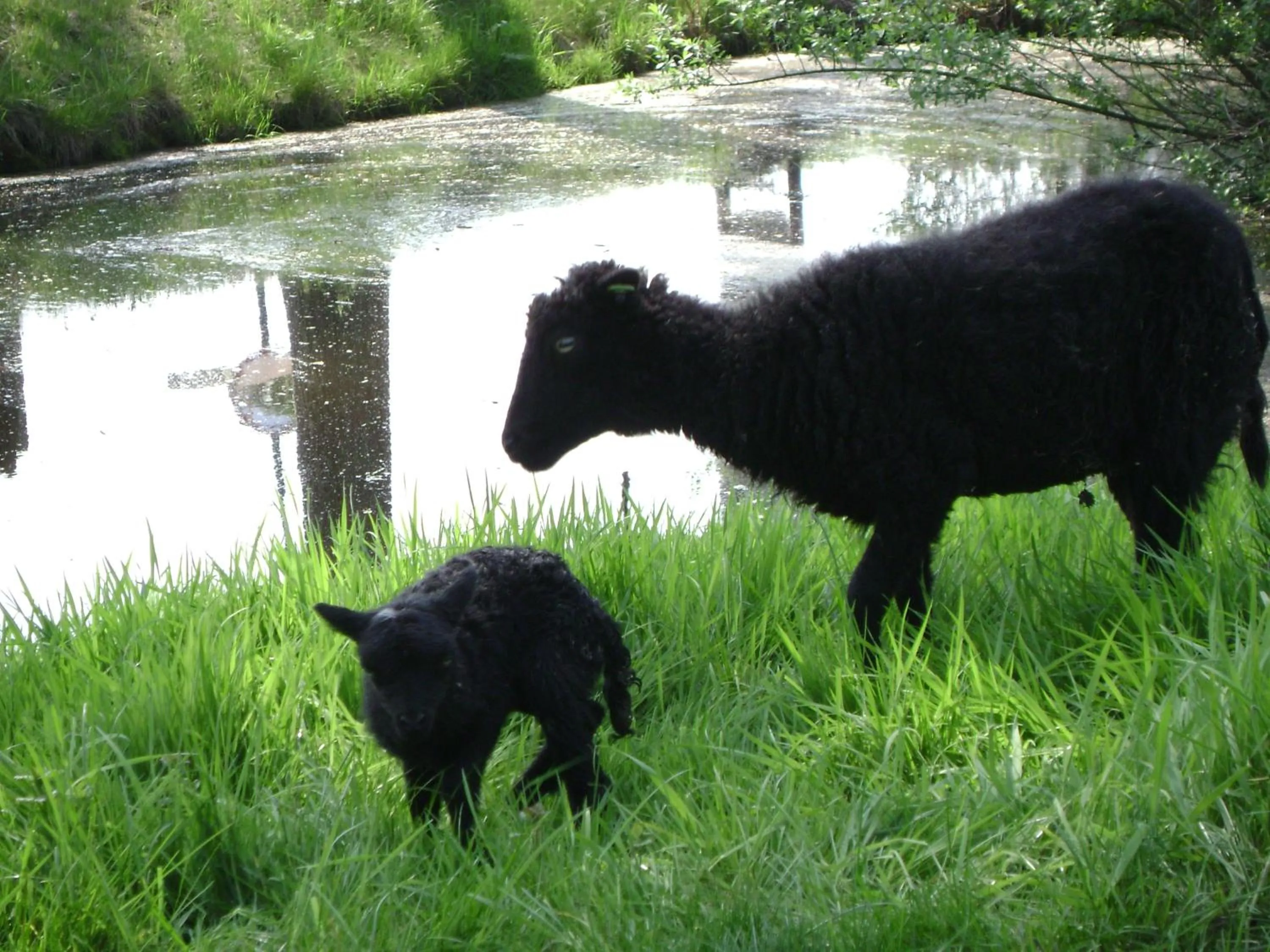 Animals in Boerderij Hazenveld