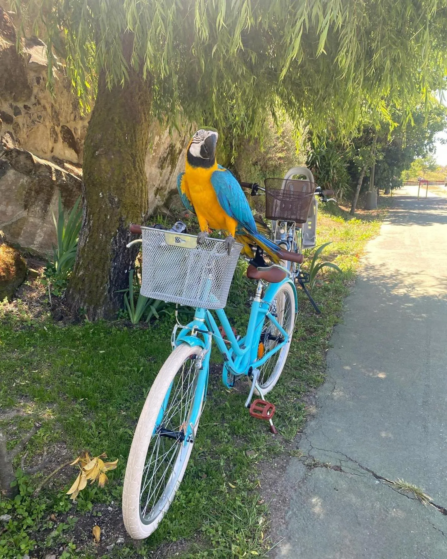 Cycling in Ninho D'Arara