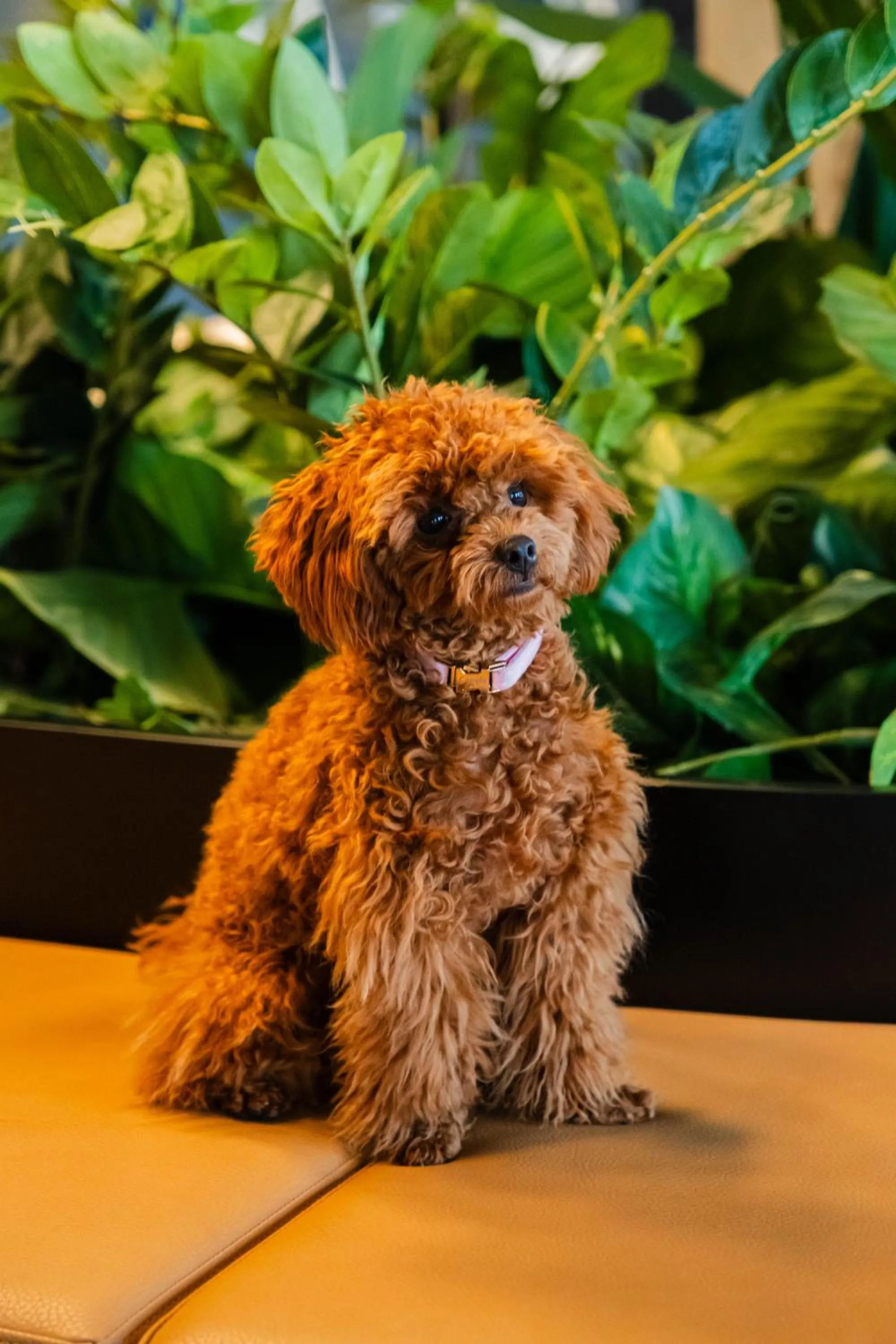 Pets in Citybox Antwerp City Center