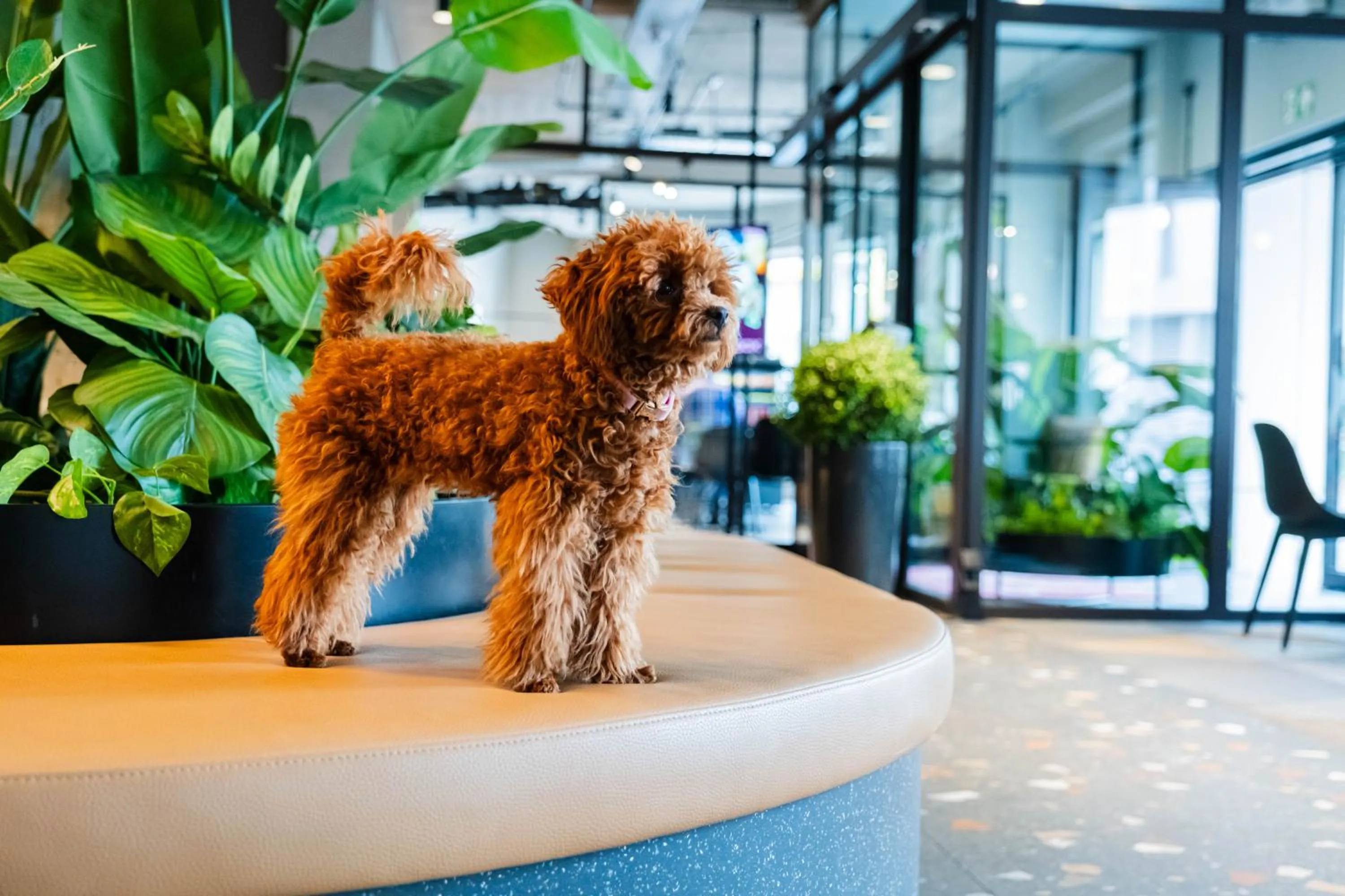 Pets in Citybox Antwerp City Center