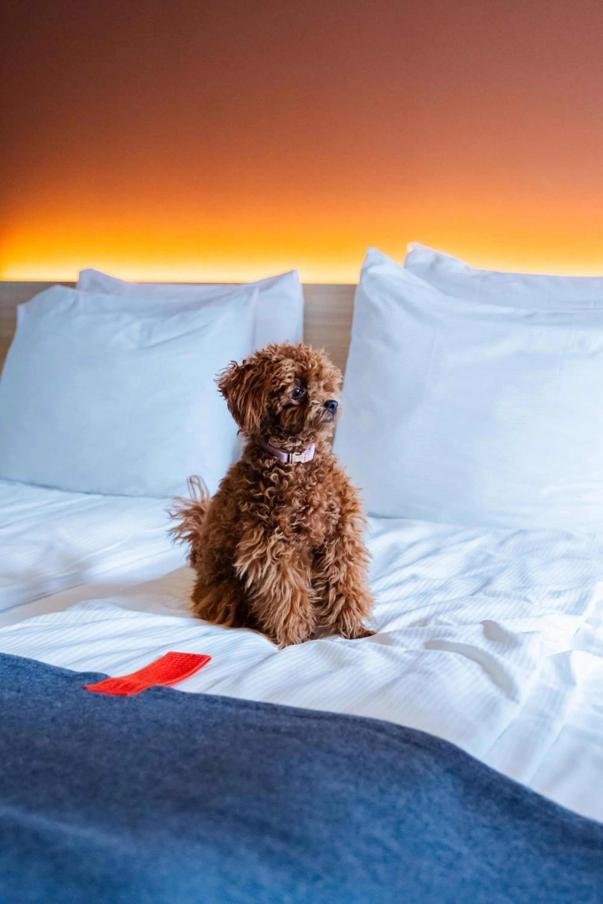 Pets, Bed in Citybox Antwerp City Center