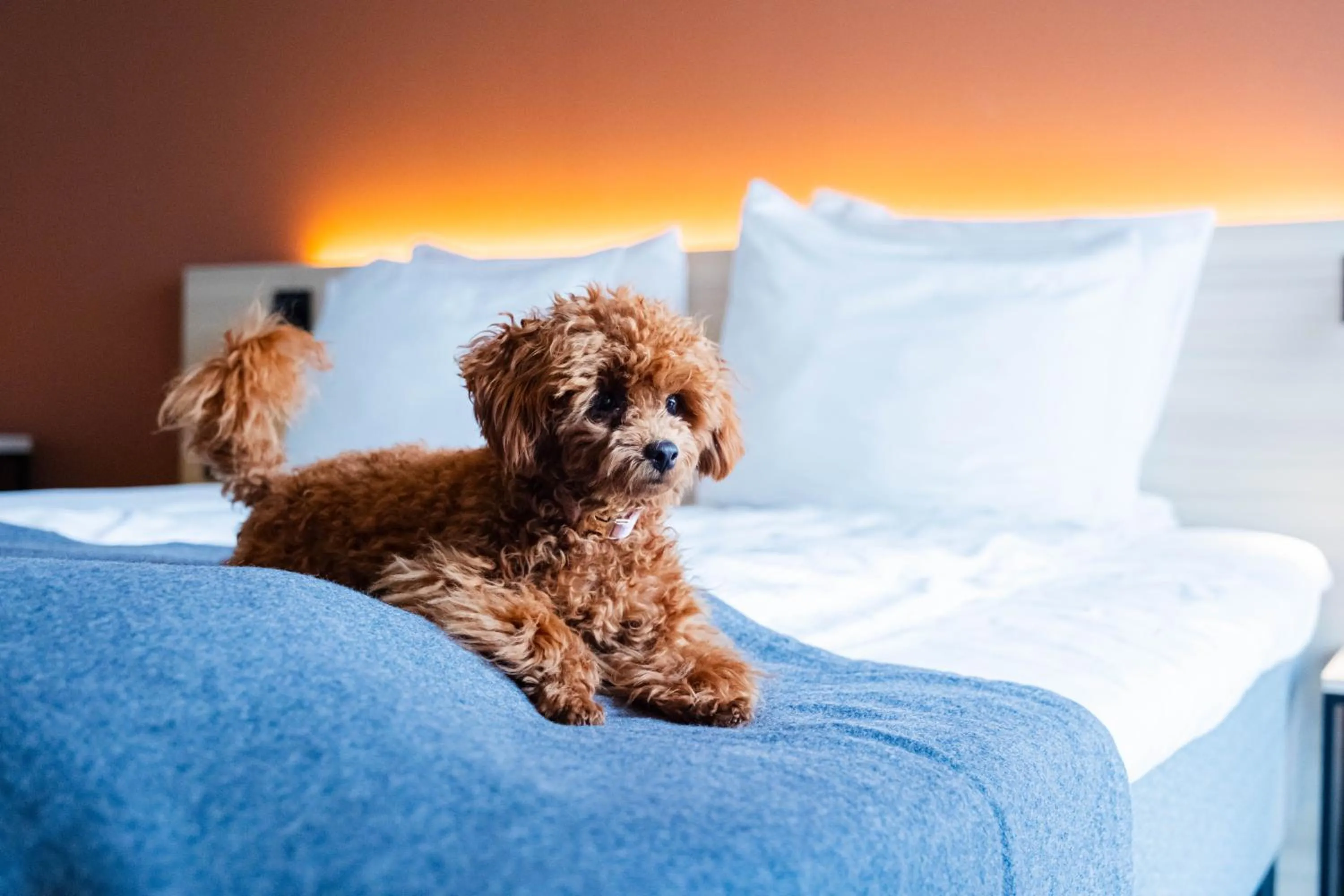 Pets, Bed in Citybox Antwerp City Center