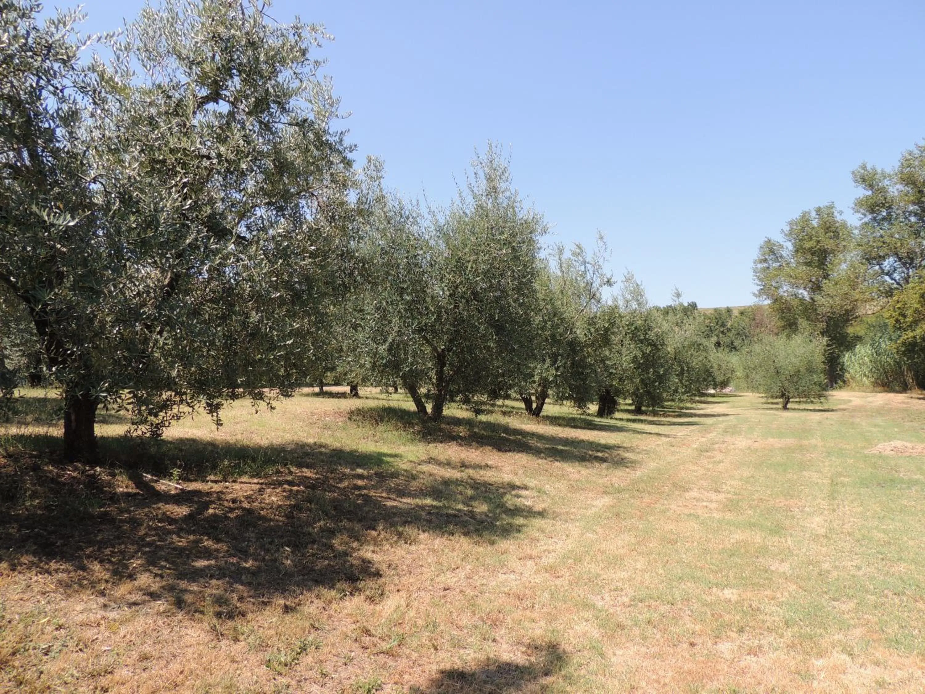 Garden in Podere Il Mulino