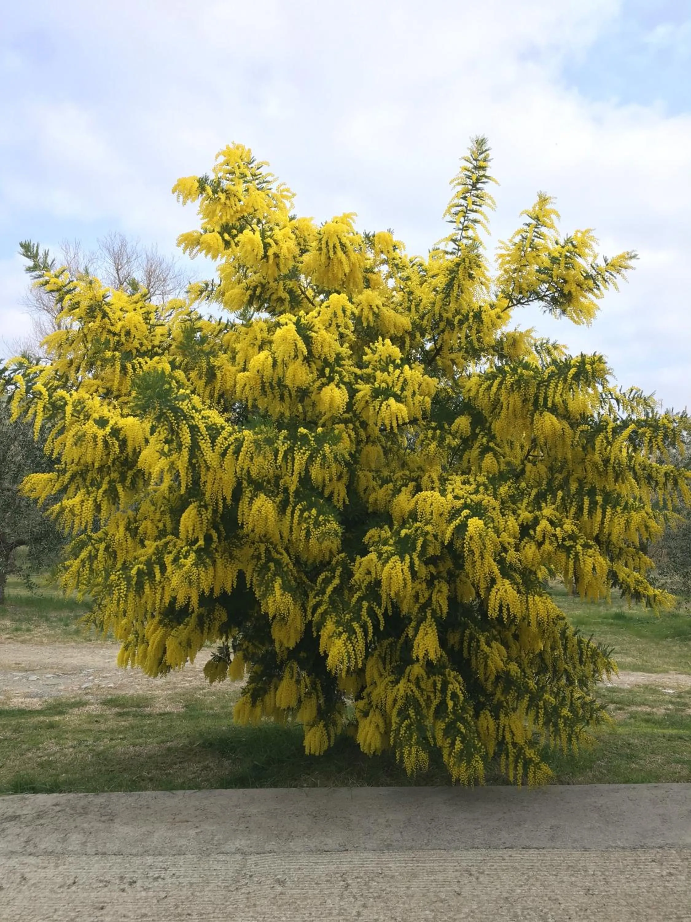 Garden in Podere Il Mulino