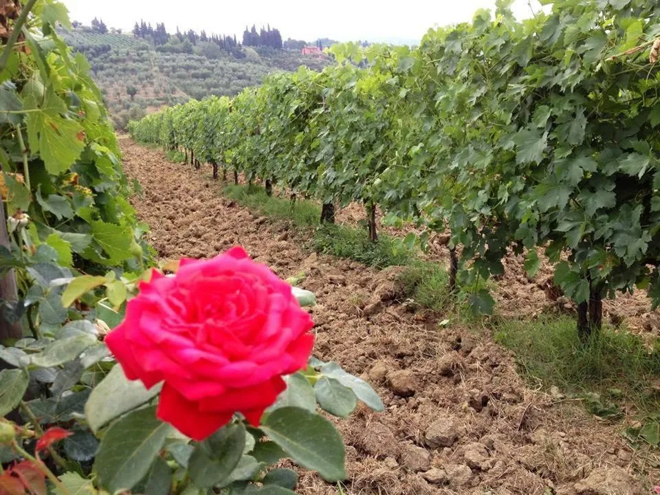 Other in Fattoria di Fubbiano
