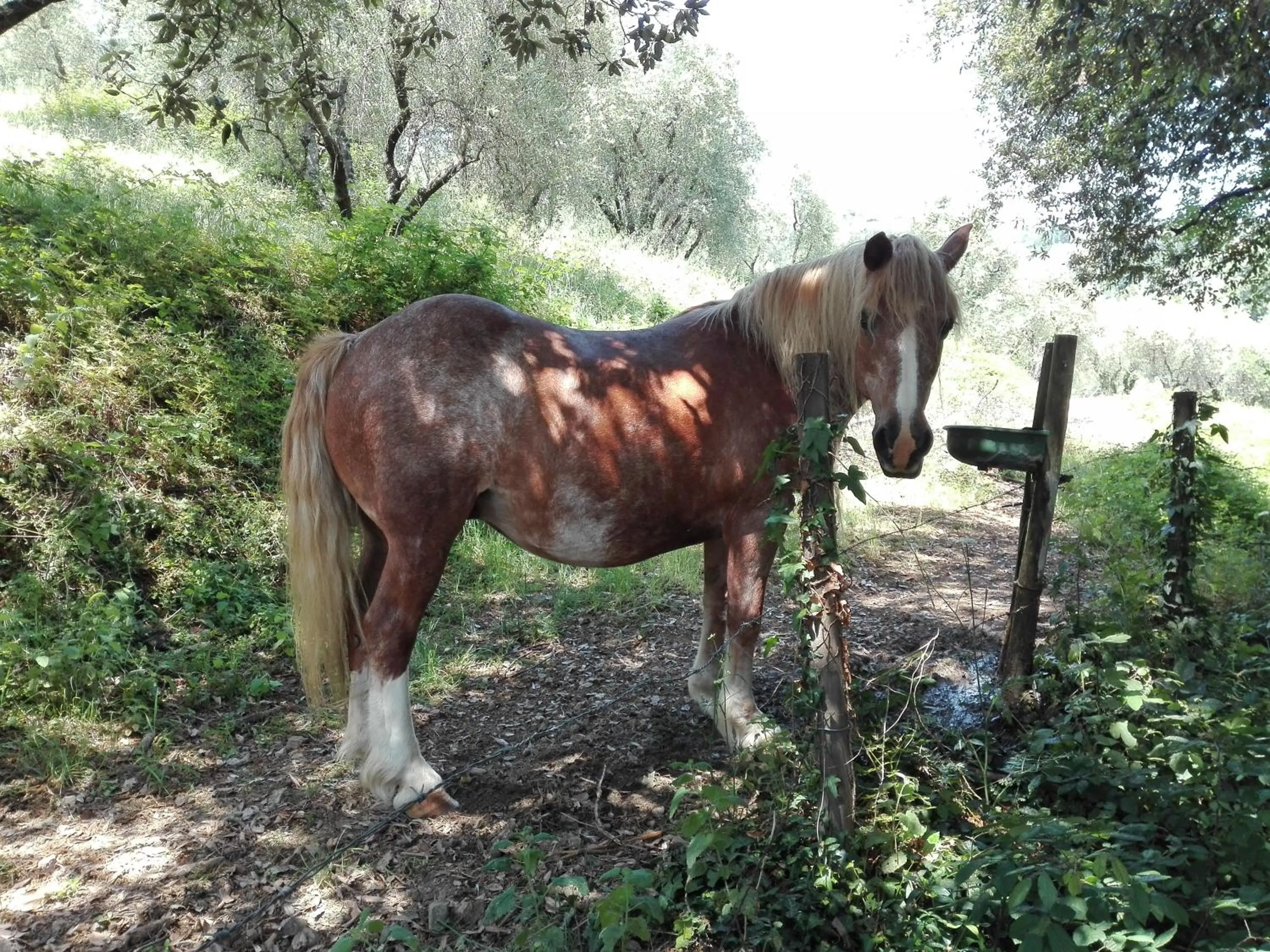 Animals in Fattoria di Fubbiano
