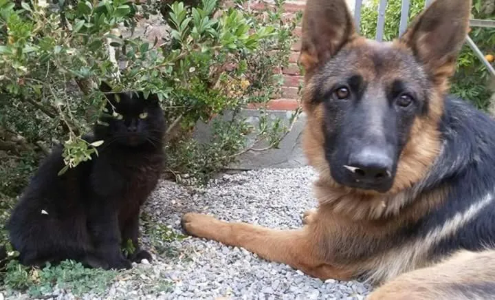 Pets in Fattoria di Fubbiano