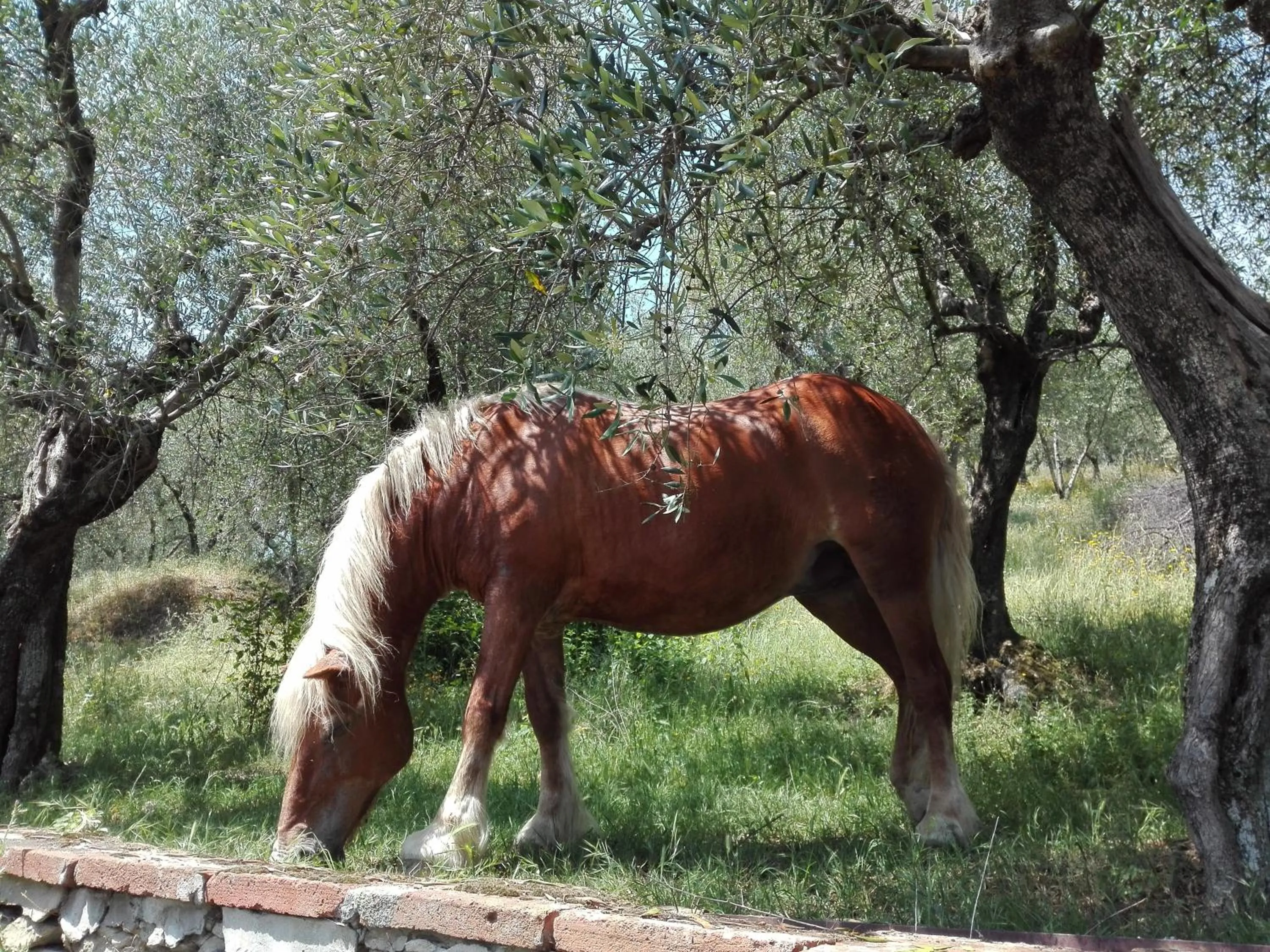 Animals in Fattoria di Fubbiano