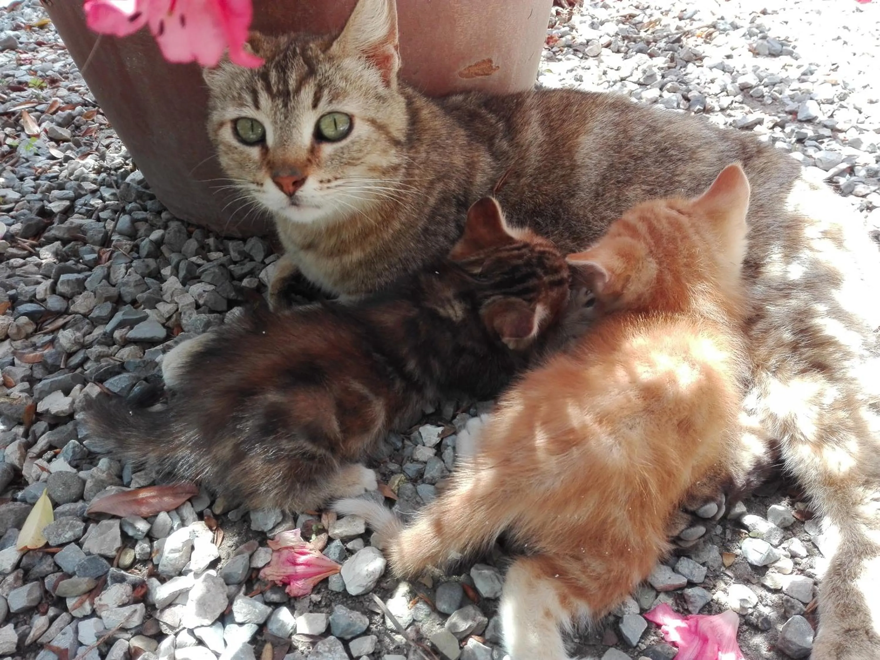 Pets in Fattoria di Fubbiano