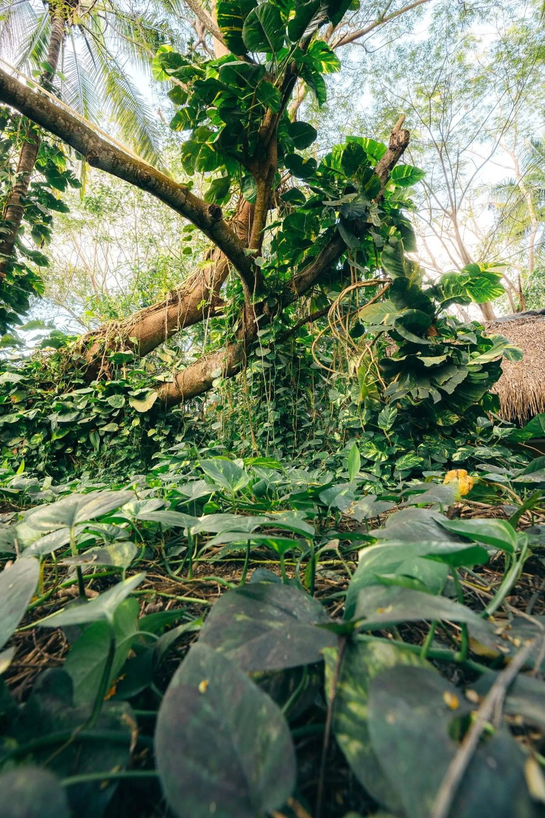 Junto al Rio Bungalows & Suites