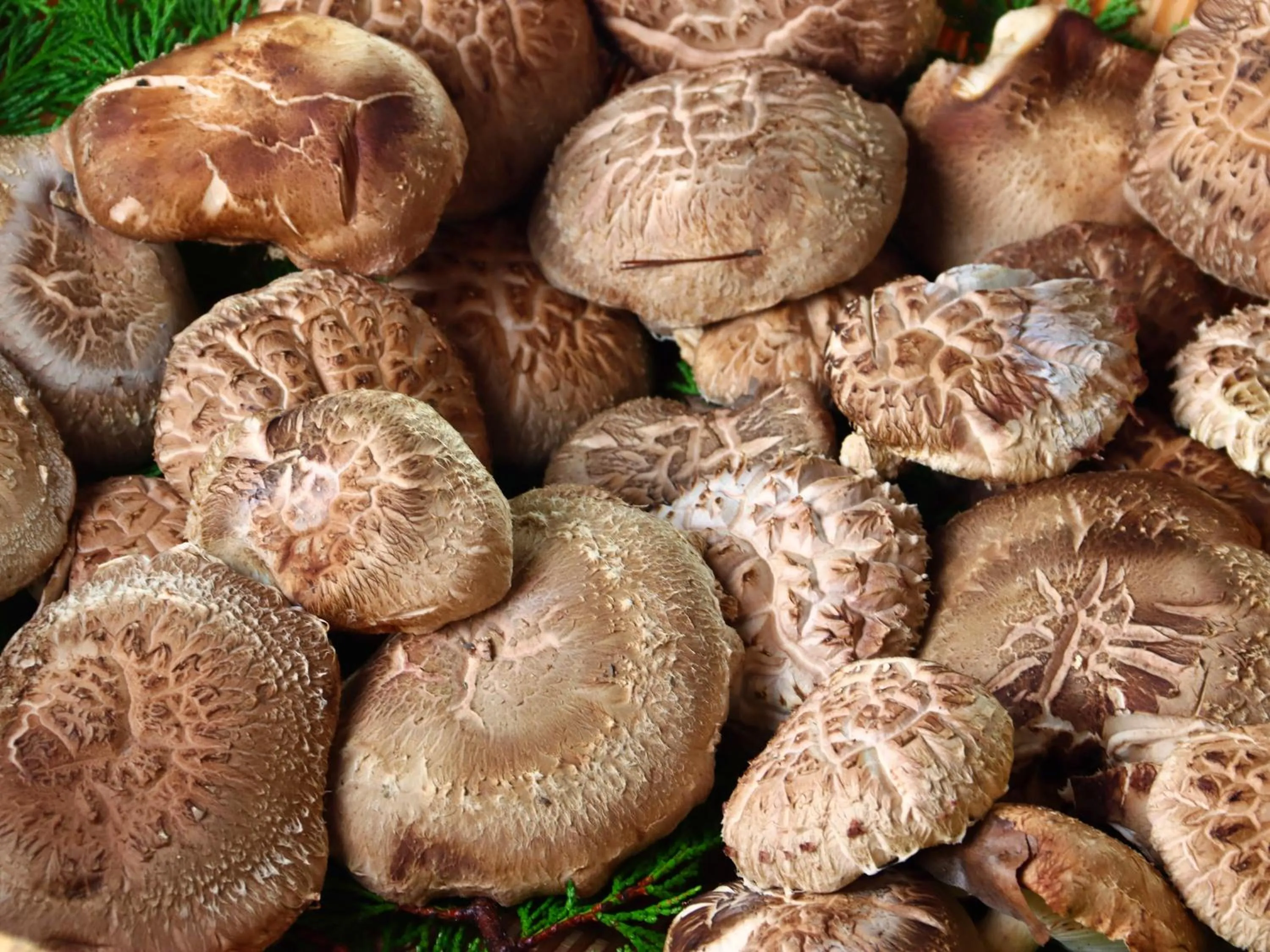 Hanasaku Onsen Yoshiyaso