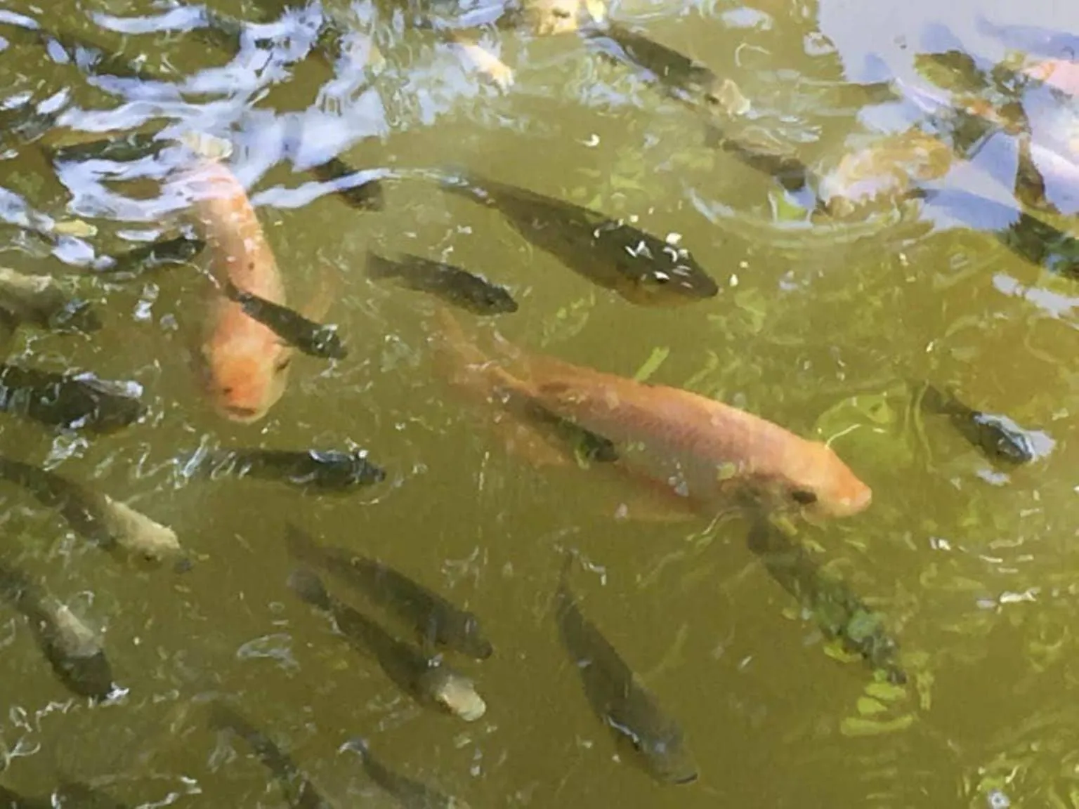 Garden in Sergeant House Boutique Villa & Private Beach