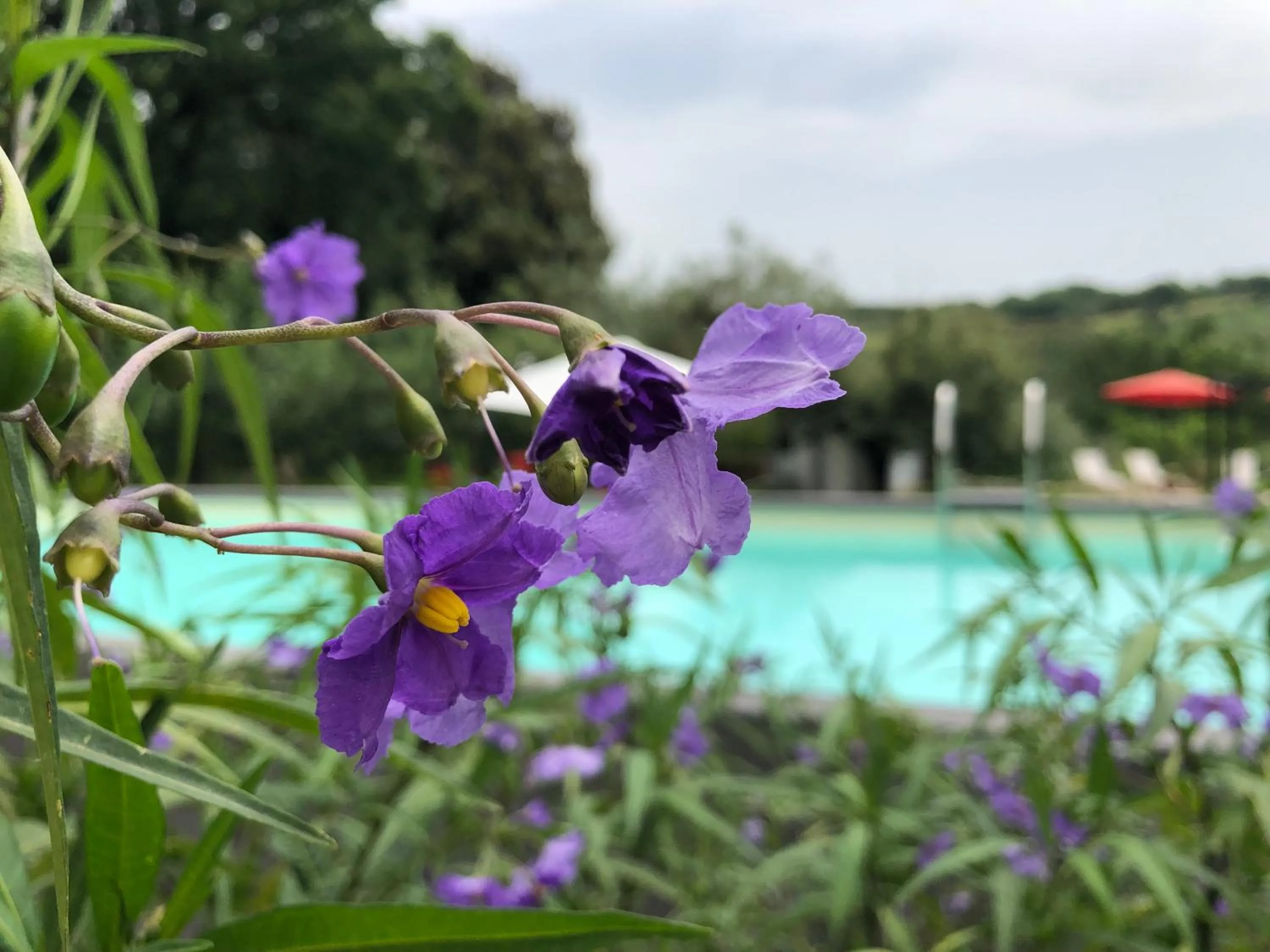 B&B and Wellness Il Pomario di Montepiglio Resort Naturista