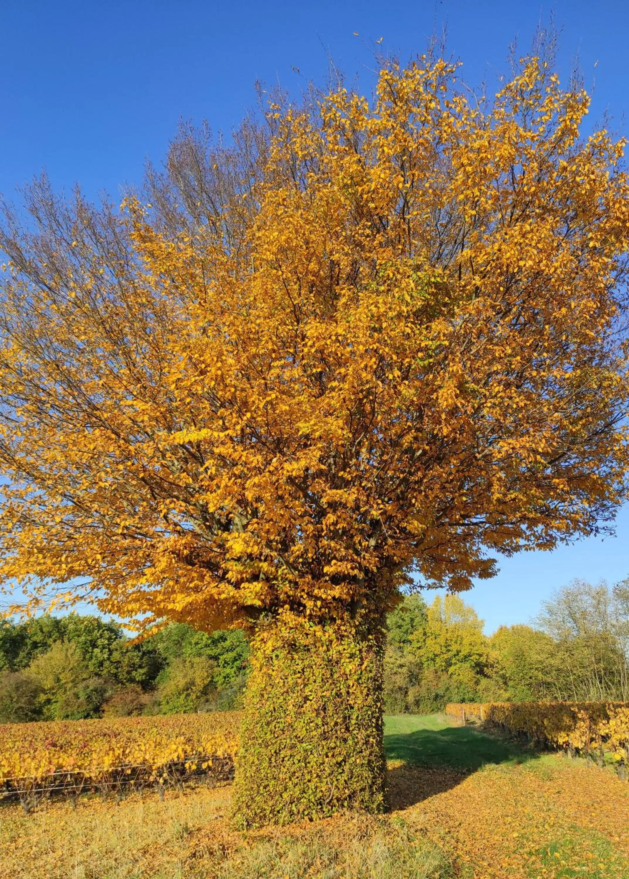 Natural landscape in Appartement Bagnols - Les Meublés des Pierres Dorées