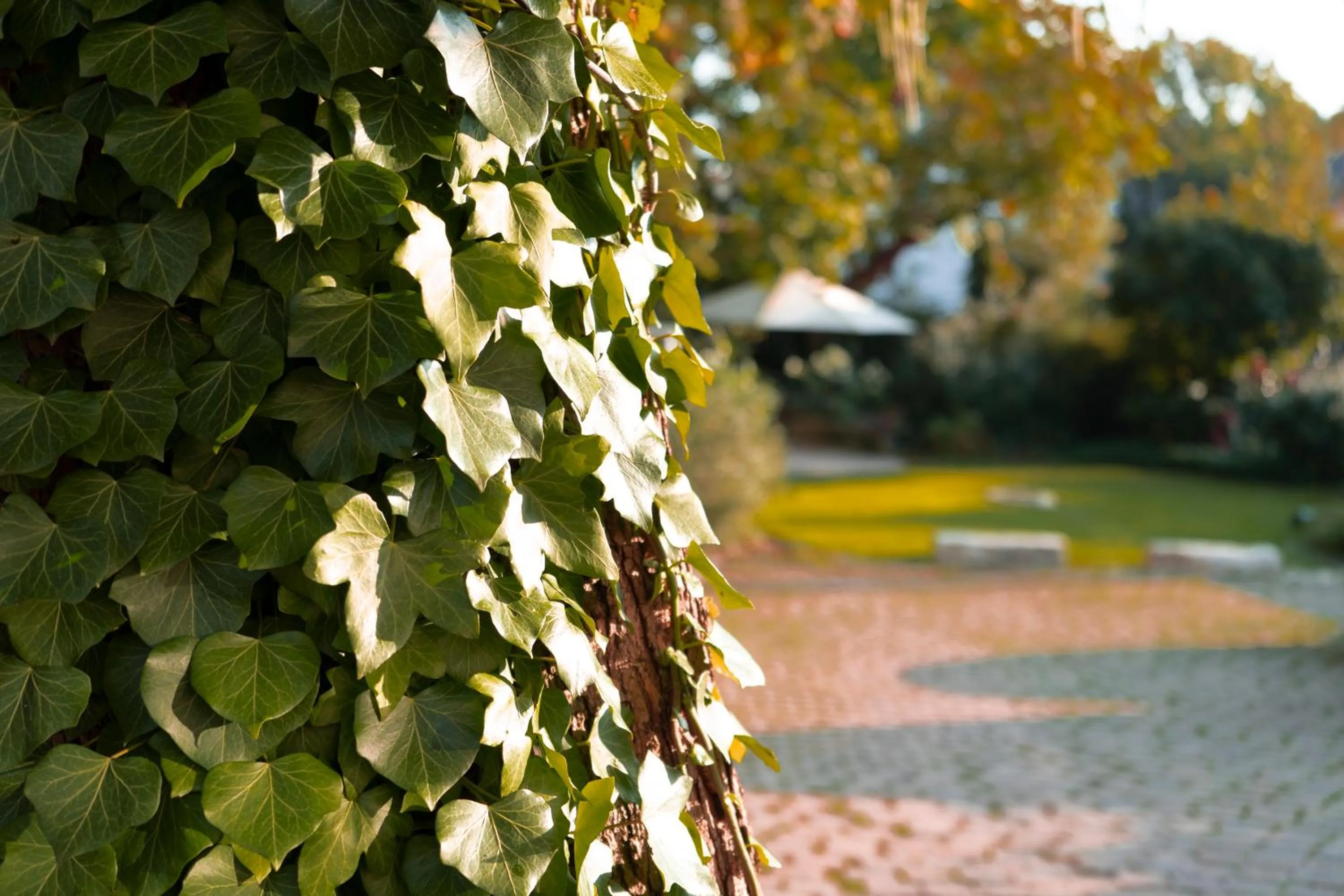 Garden view in Villa Benz Hotel garni