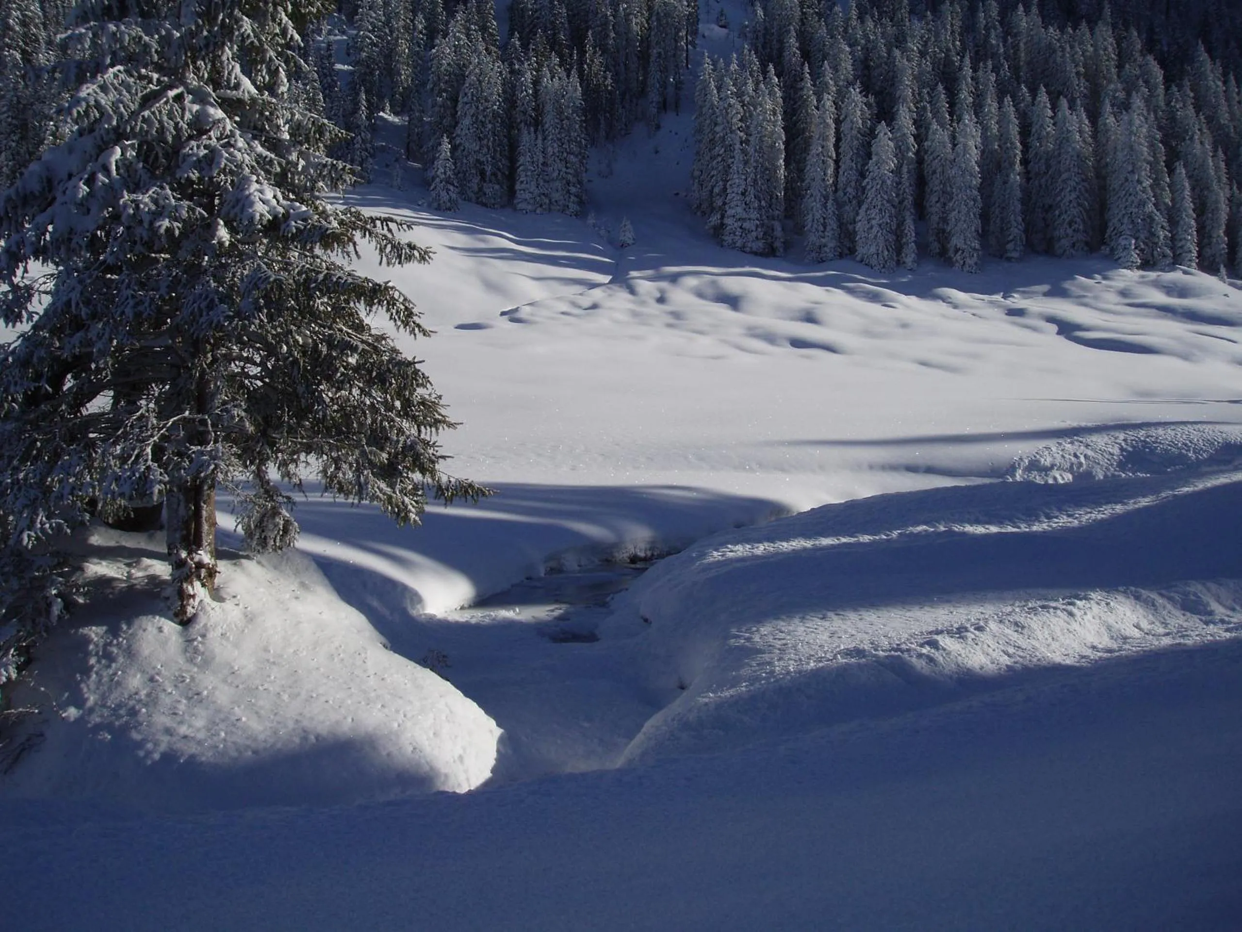 Area and facilities in Hotel Des Alpes