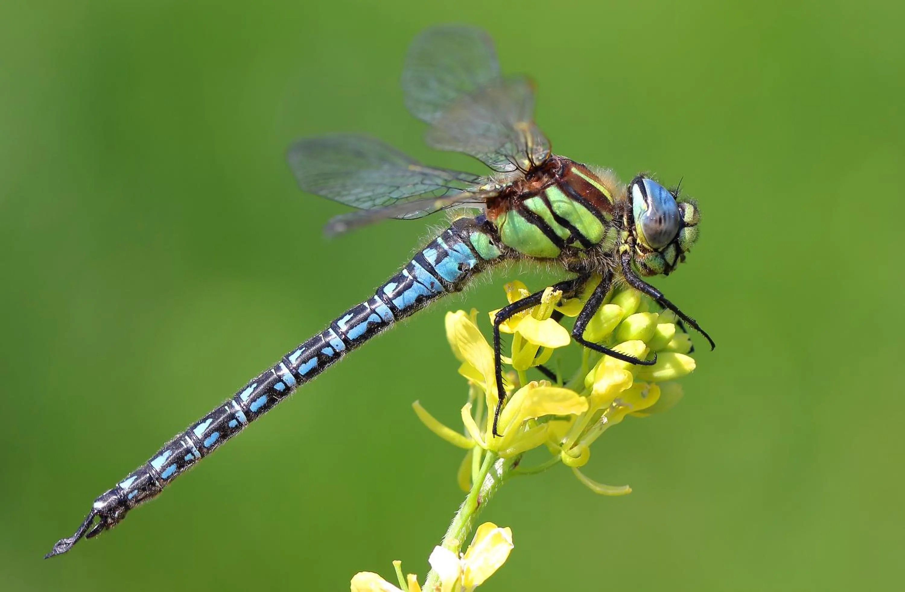 Natural landscape in Urdaibai Bird Center