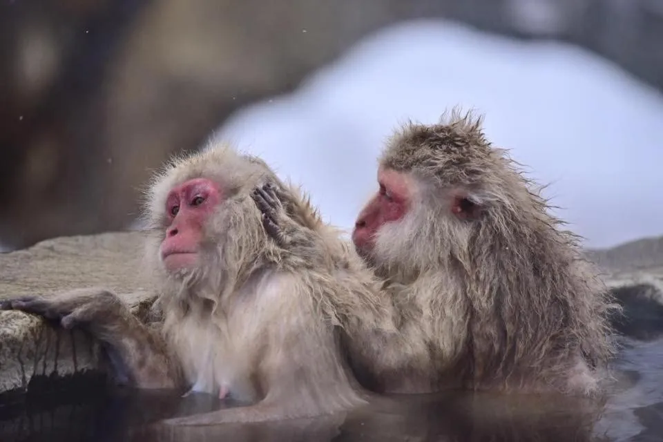Nearby landmark in Shirafuji