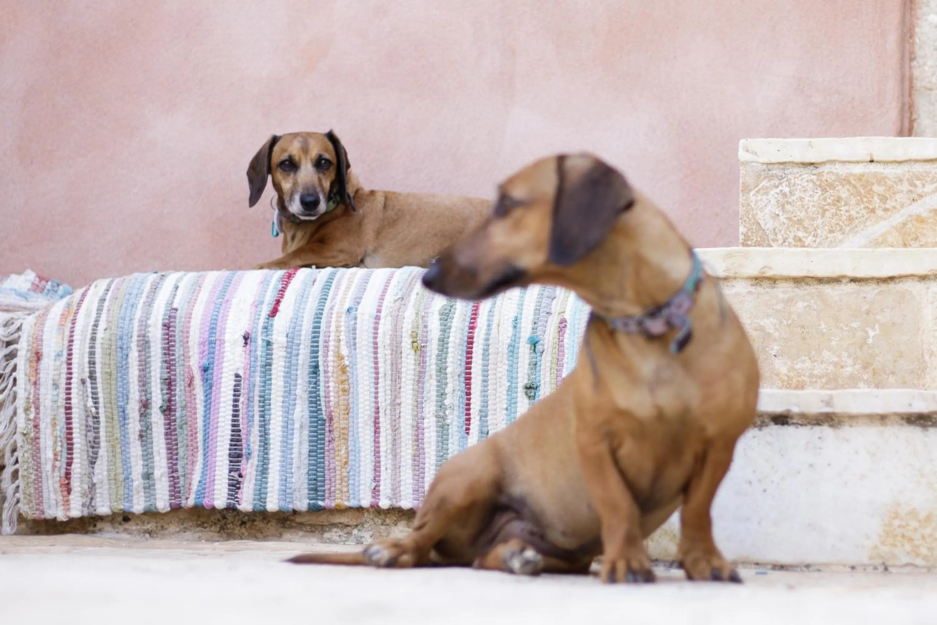 Pets in The Merchants House