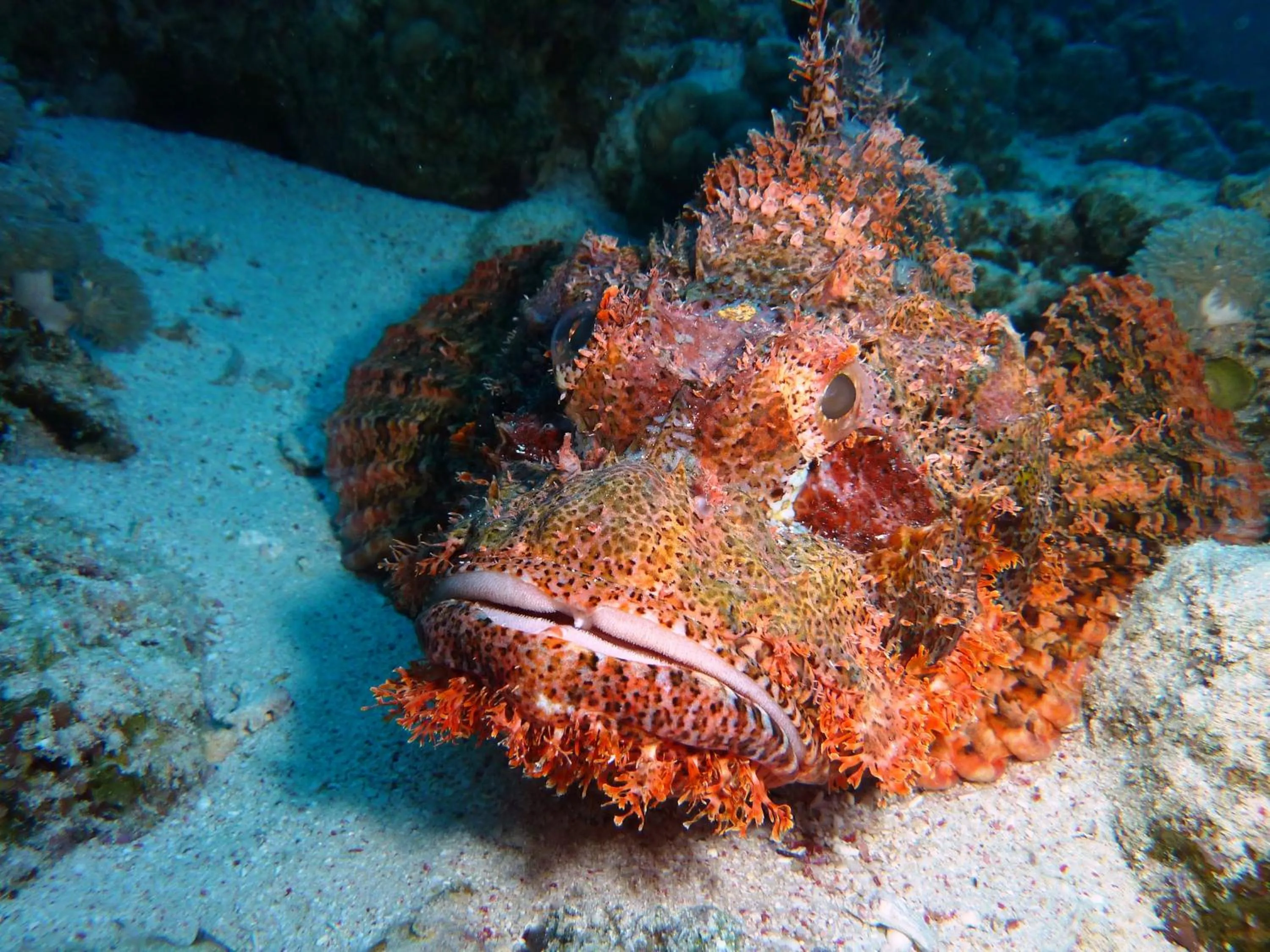 Animals in Cormoran Residence