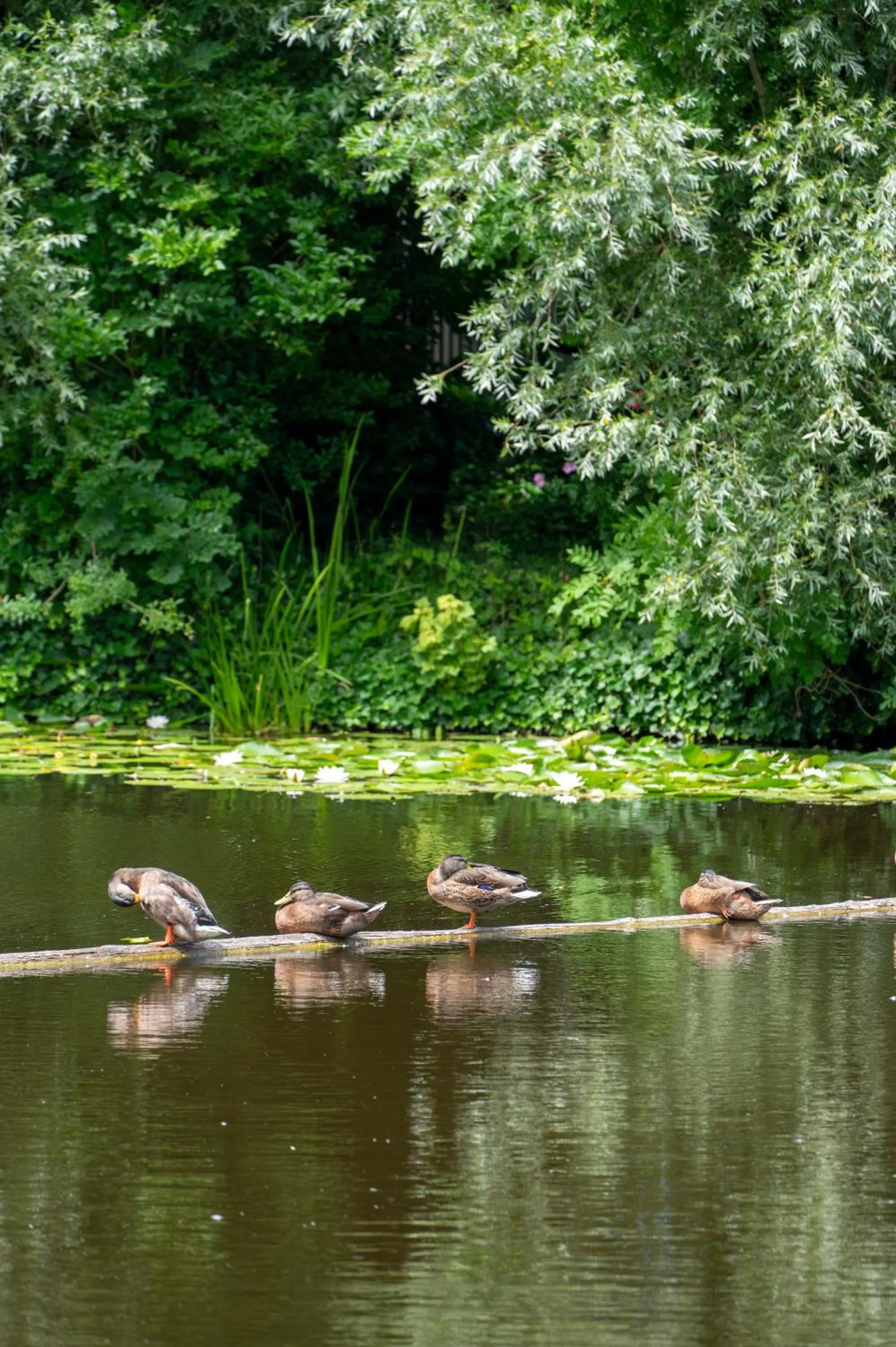 View (from property/room) in LODGE & LOFT