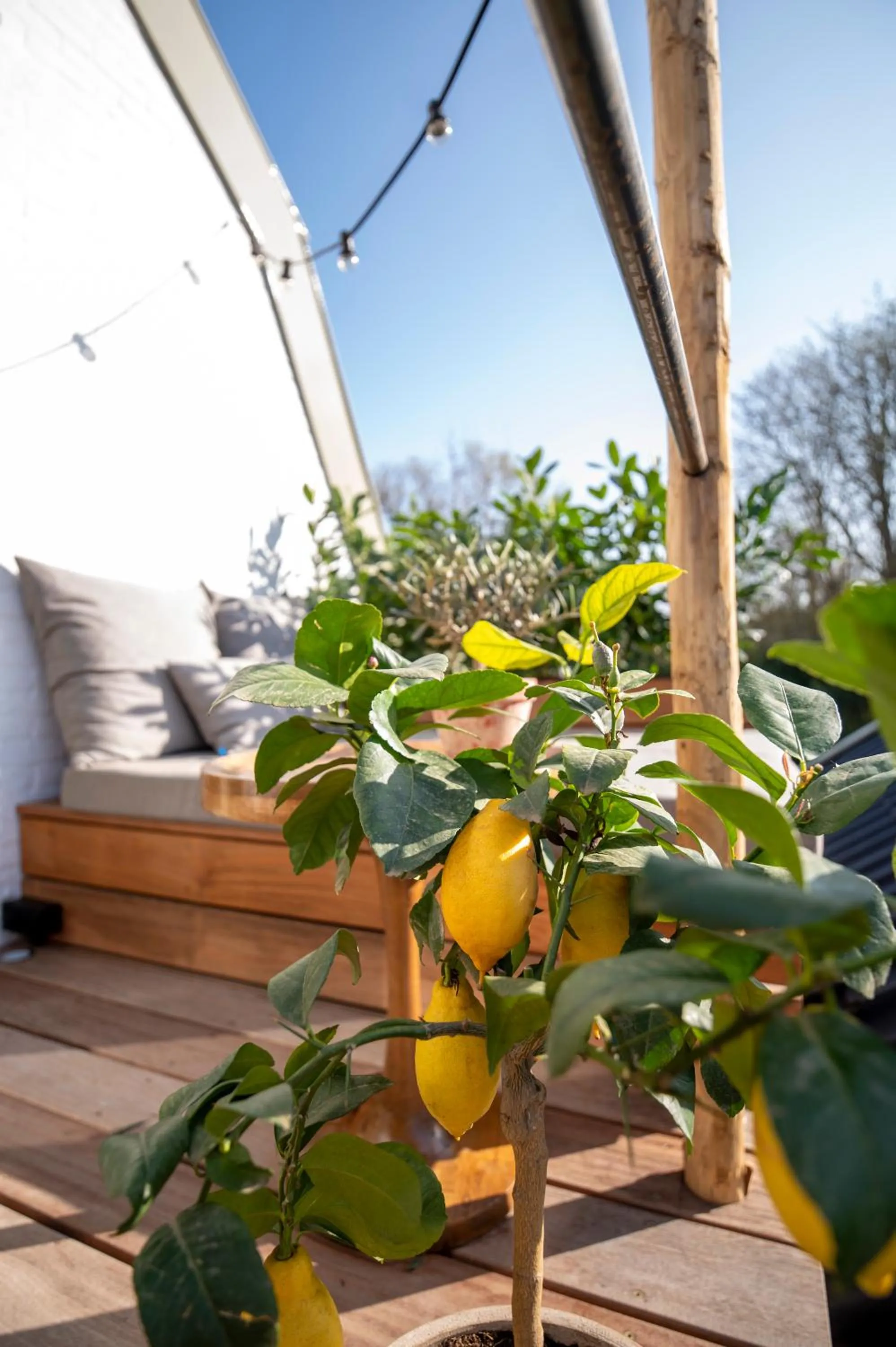 Garden in LODGE & LOFT