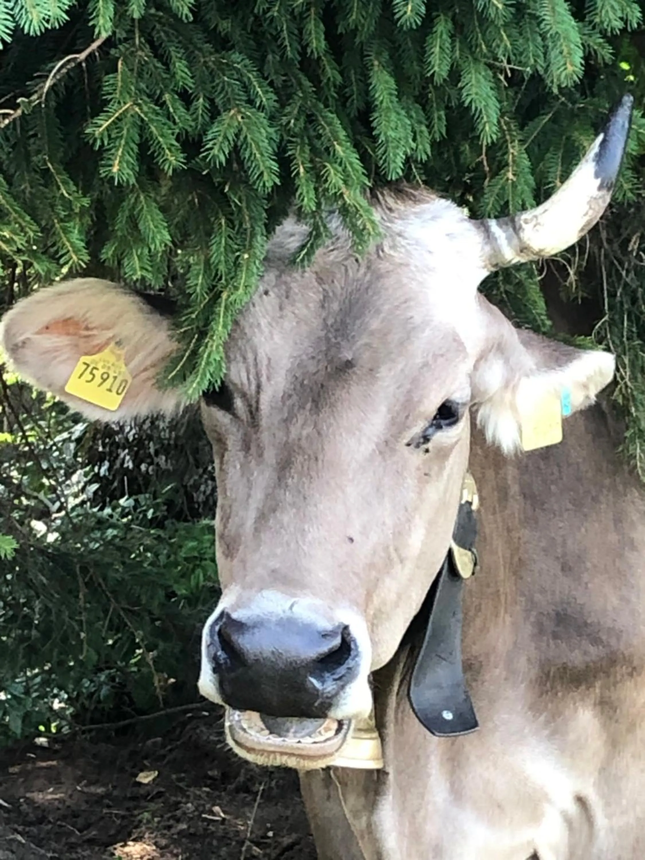 Off site in Hotel garni Oberdorfer Stuben